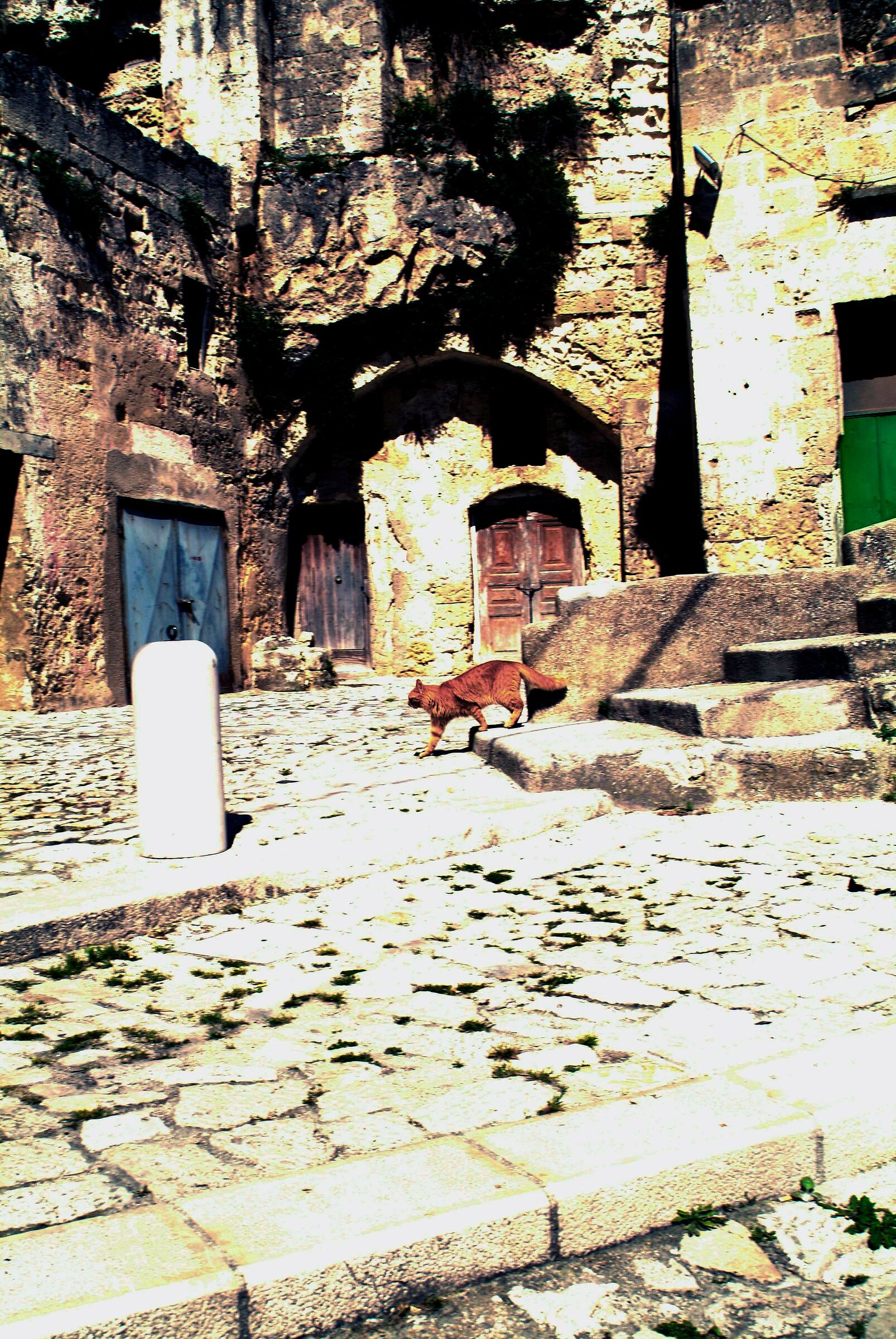 2012 Matera micio macio