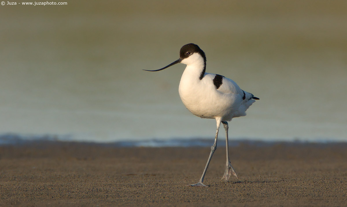 Recurvirostra avosetta (Avocetta), 005331