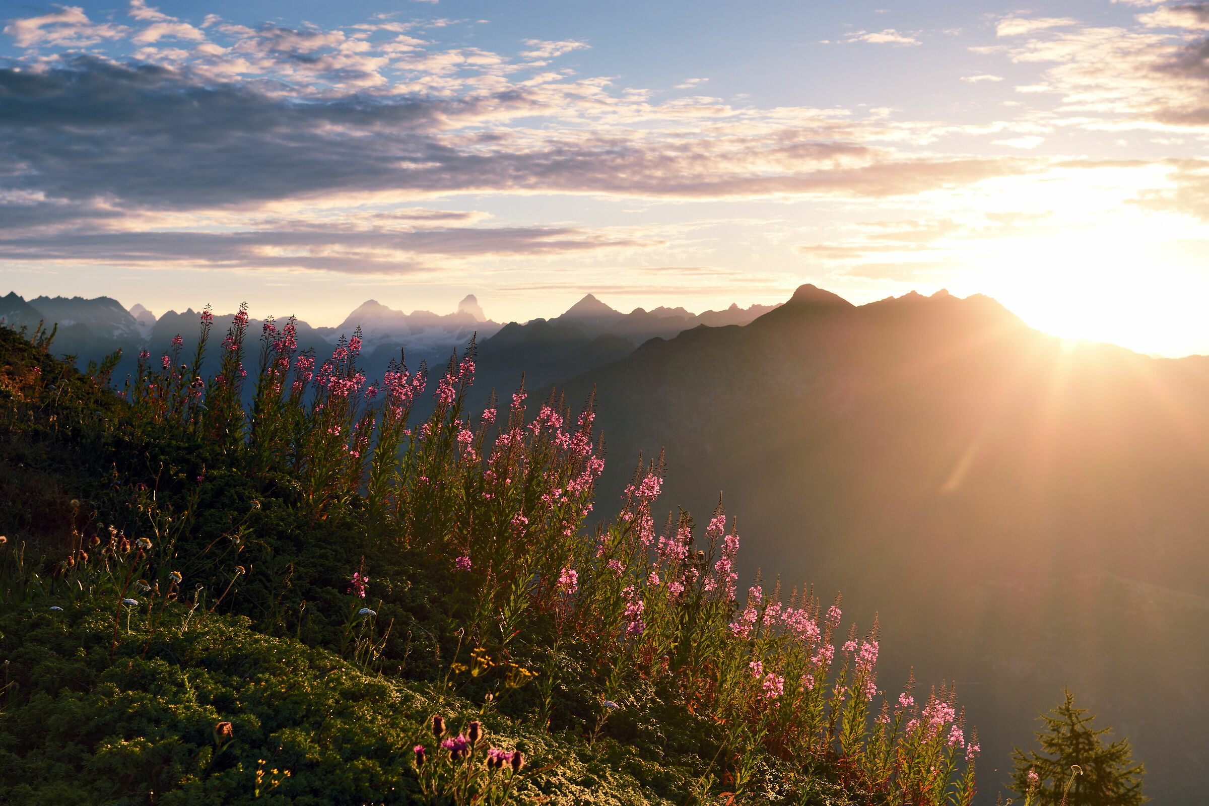 Epilobium all'alba 2