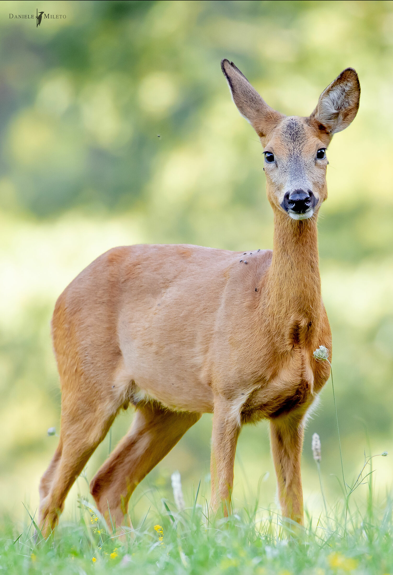 Incontro ravvicinato con il Capriolo