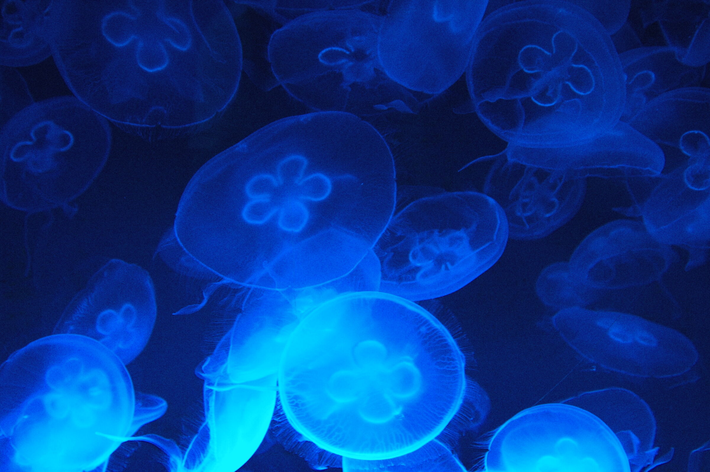Meduse
