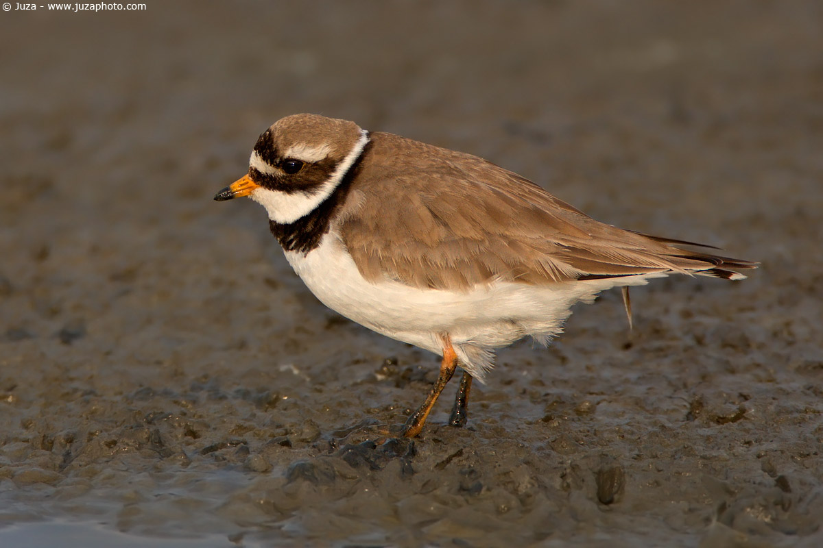 Charadrius hiaticula (Corriere Grosso), 005438