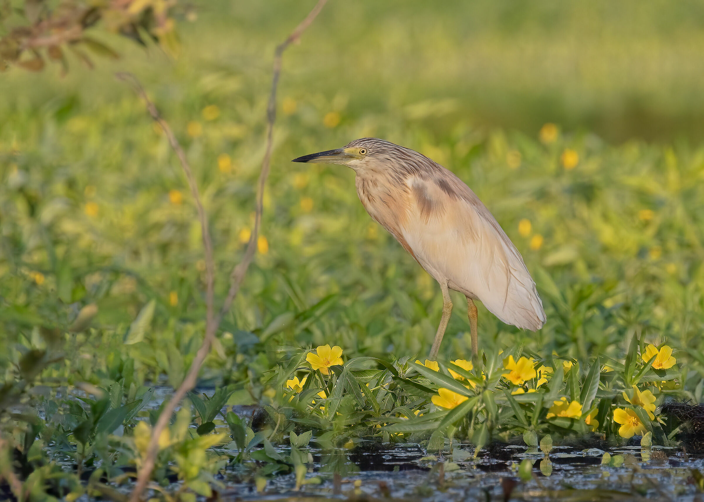 Incontri nel Parco del Mincio