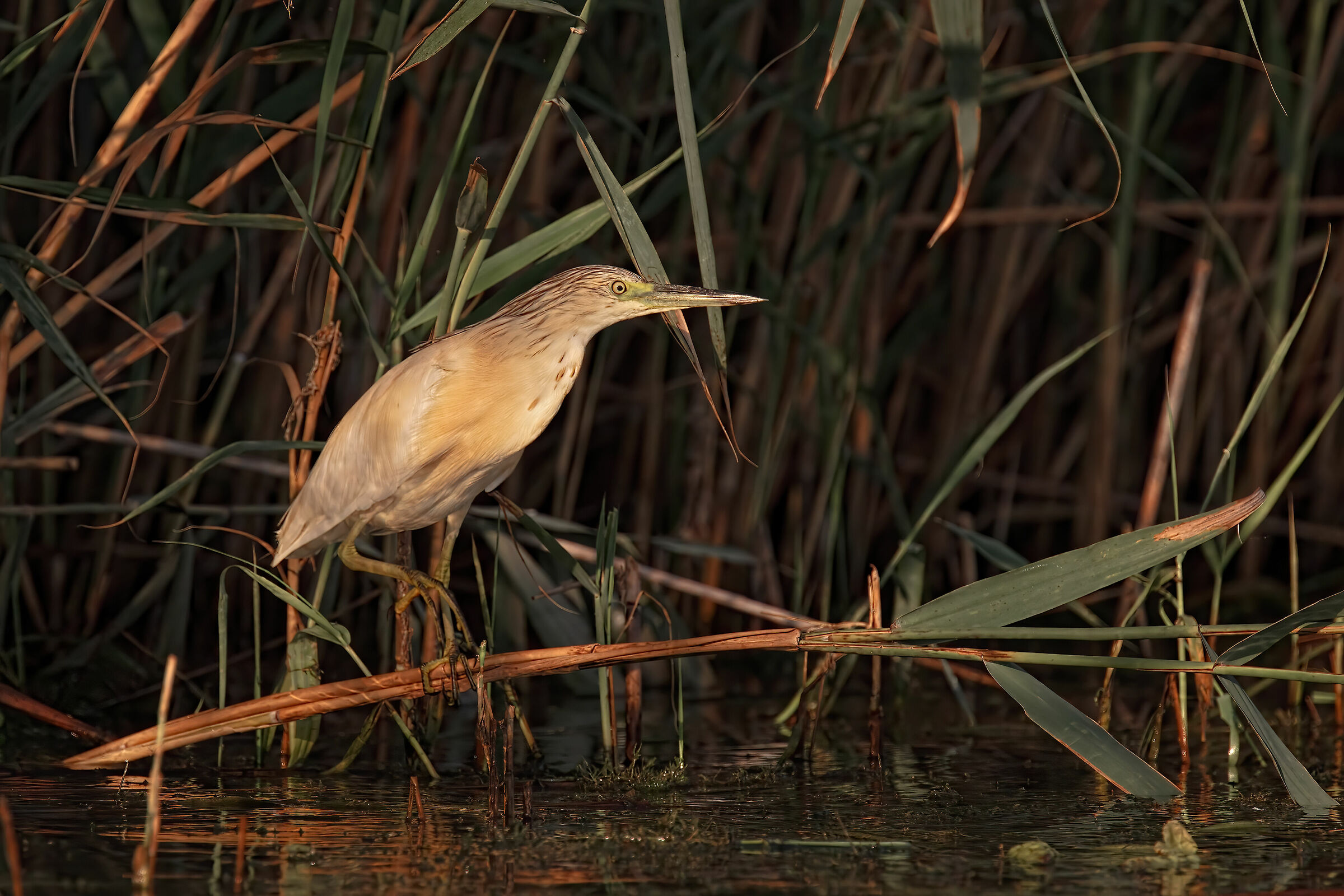 Incontri nel Parco del Mincio: Sgarza ciuffetto