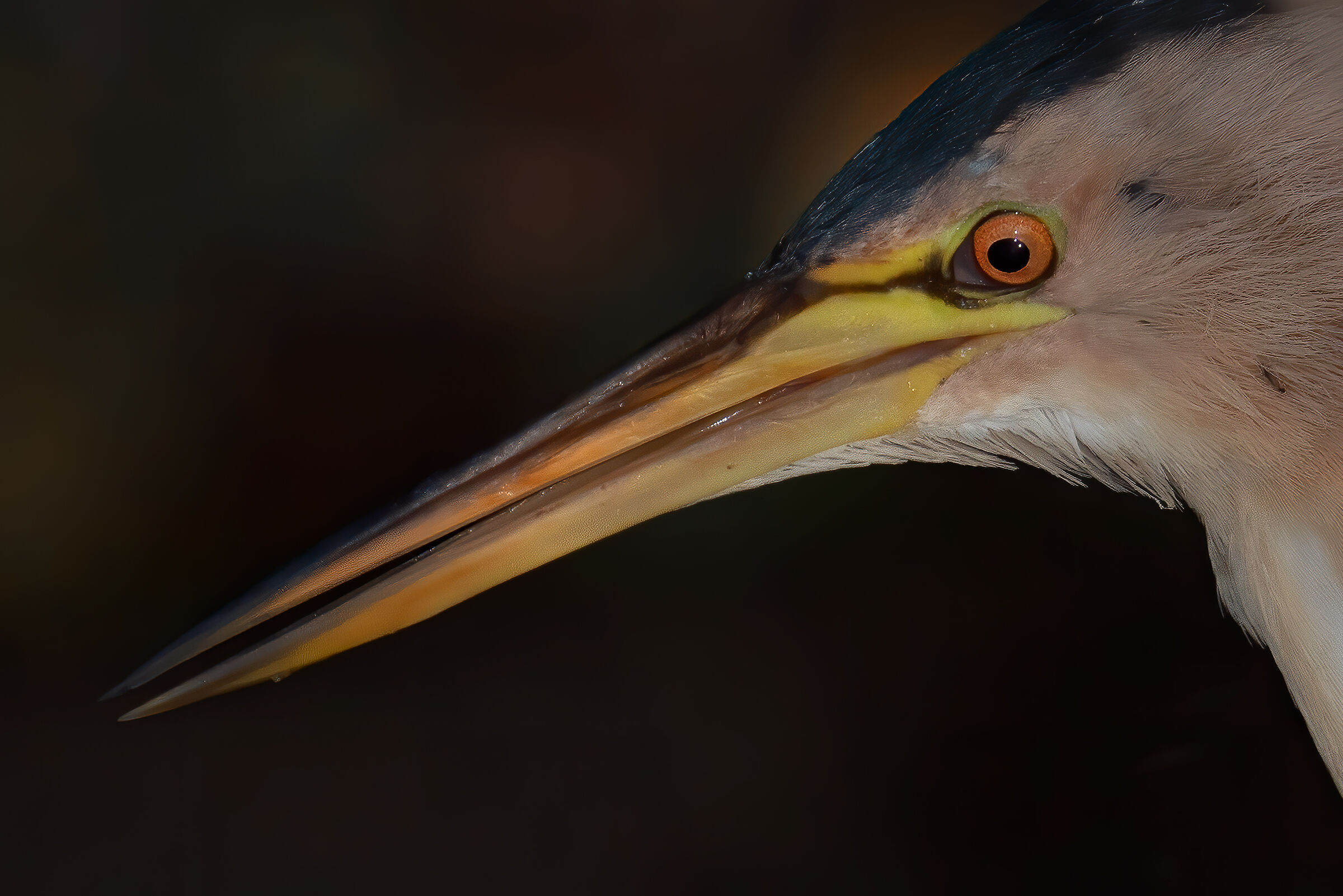 Incontri nel Parco del Mincio: l'occhio del Tarabusino