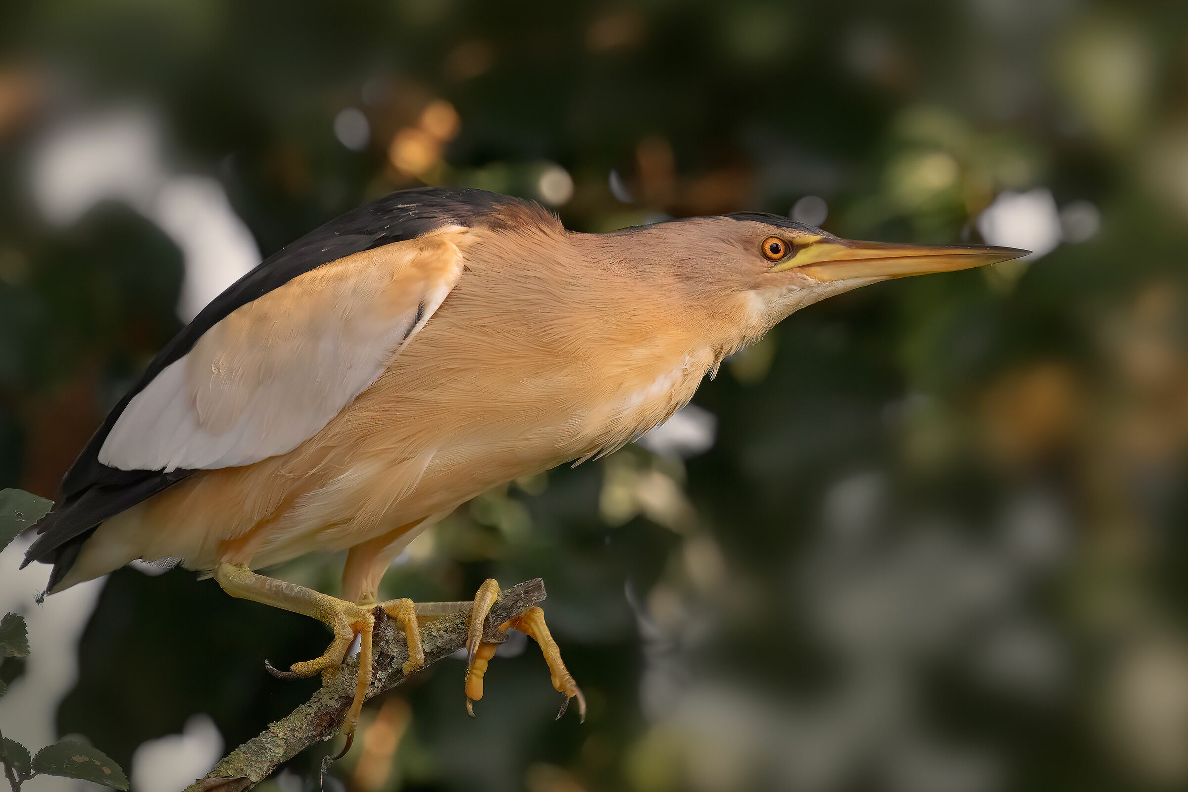 Incontri nel Parco del Mincio: Trabusino