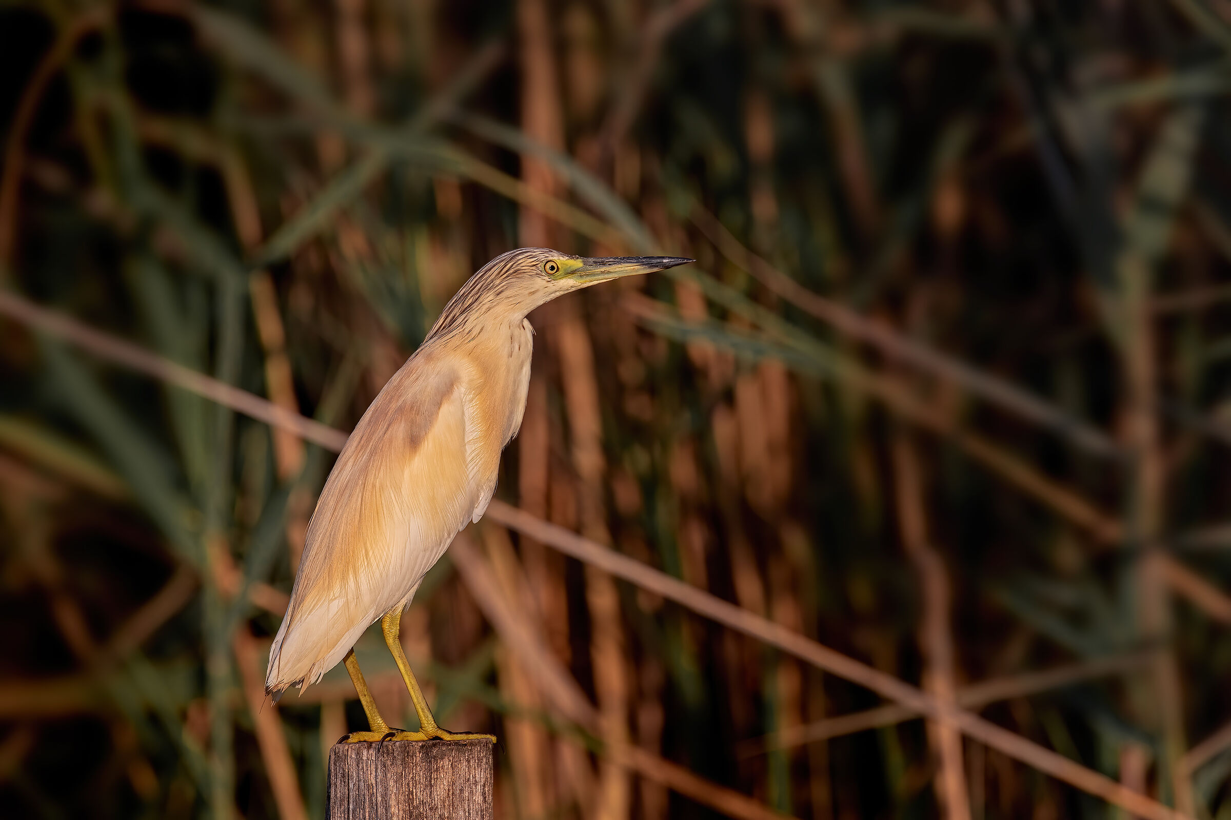 Incontri nel Parco del Mincio: Sgarza ciuffetto
