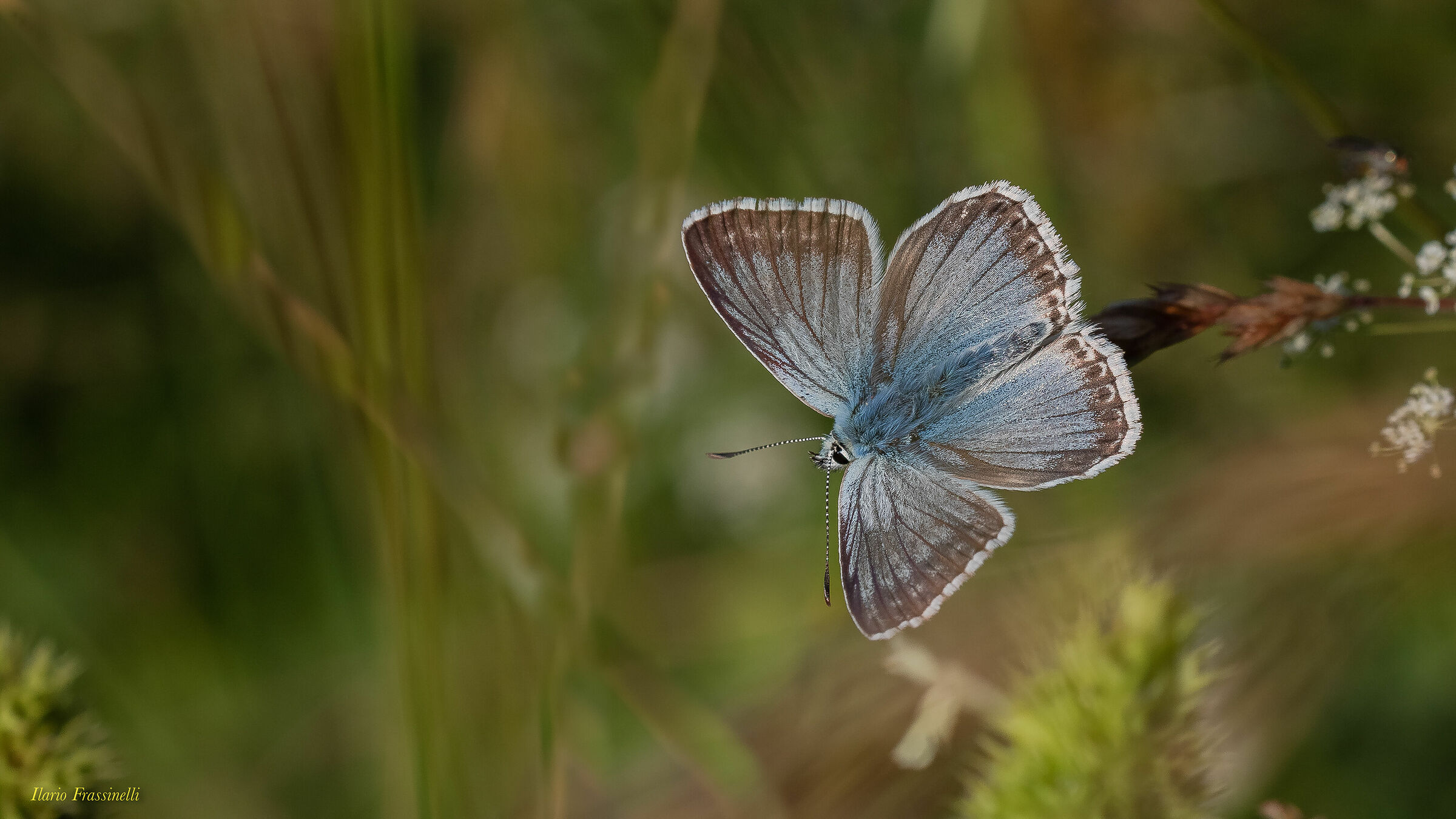 Polyommatus corion