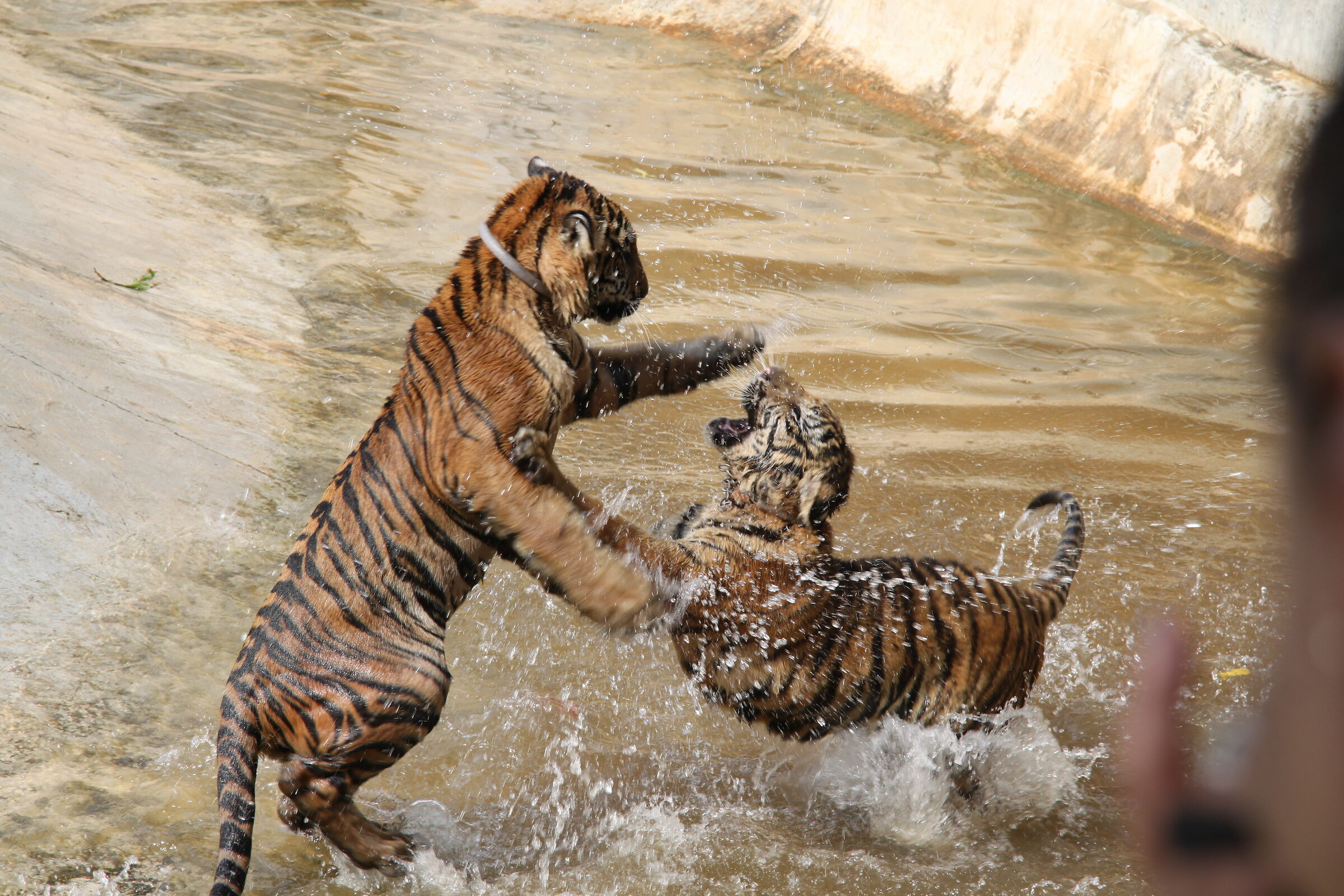 Tiger Fight