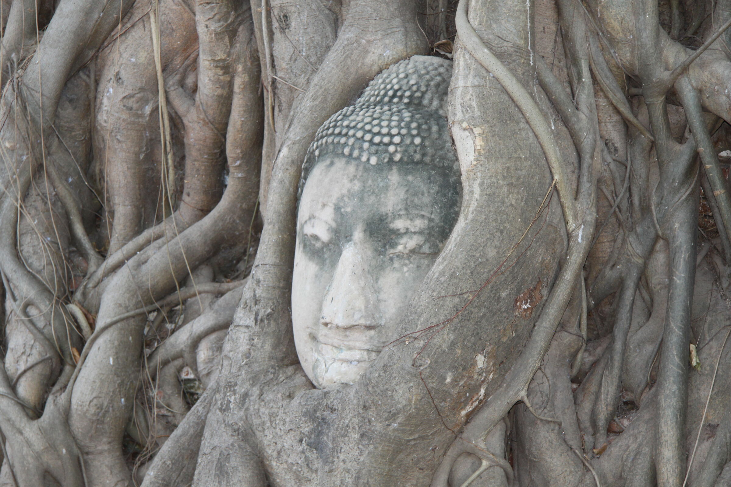 Wat Mahathat ? Buddha Head sull'albero