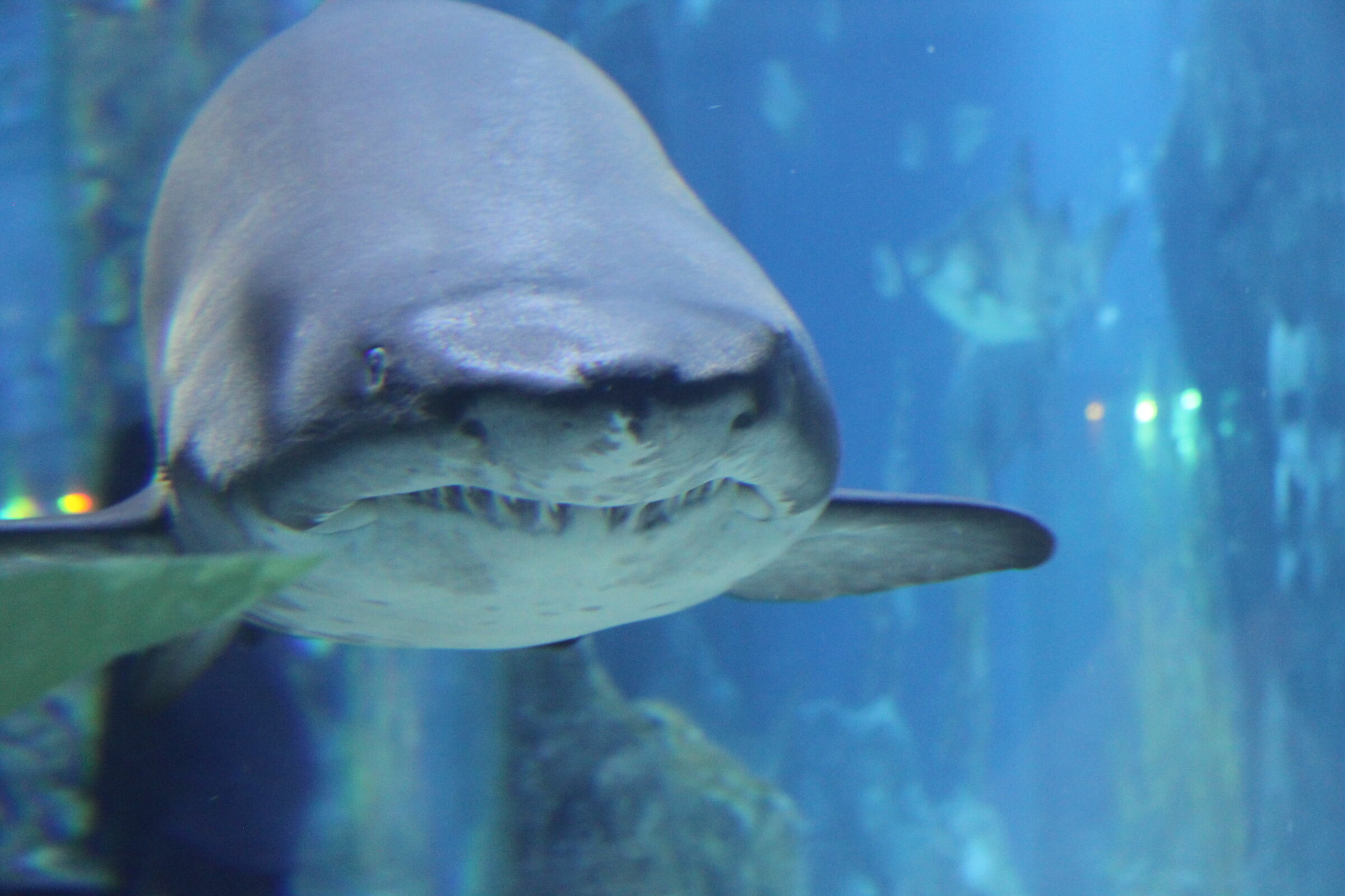 SEA life Bangkok Ocean World