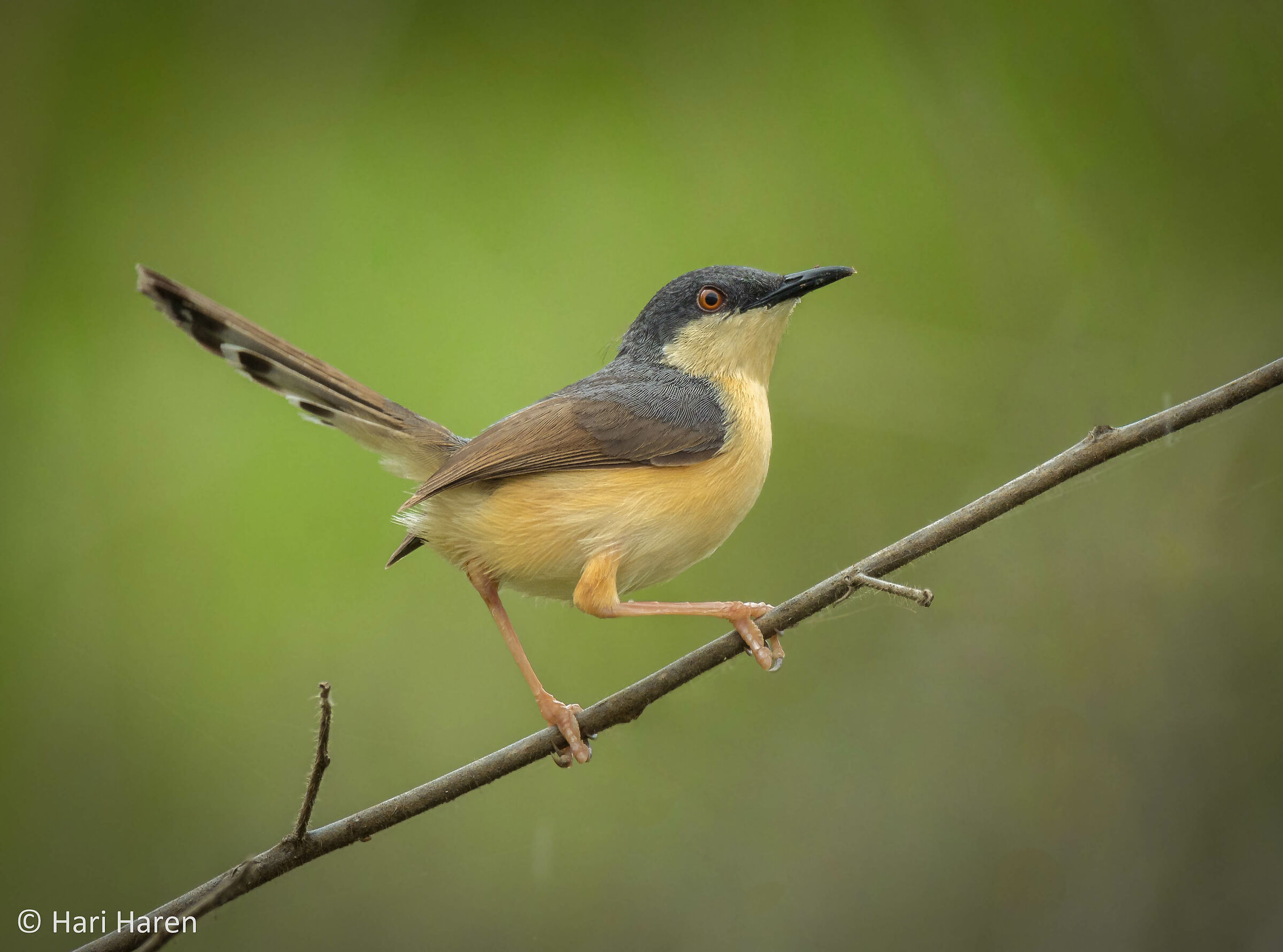 Ashy Prinia