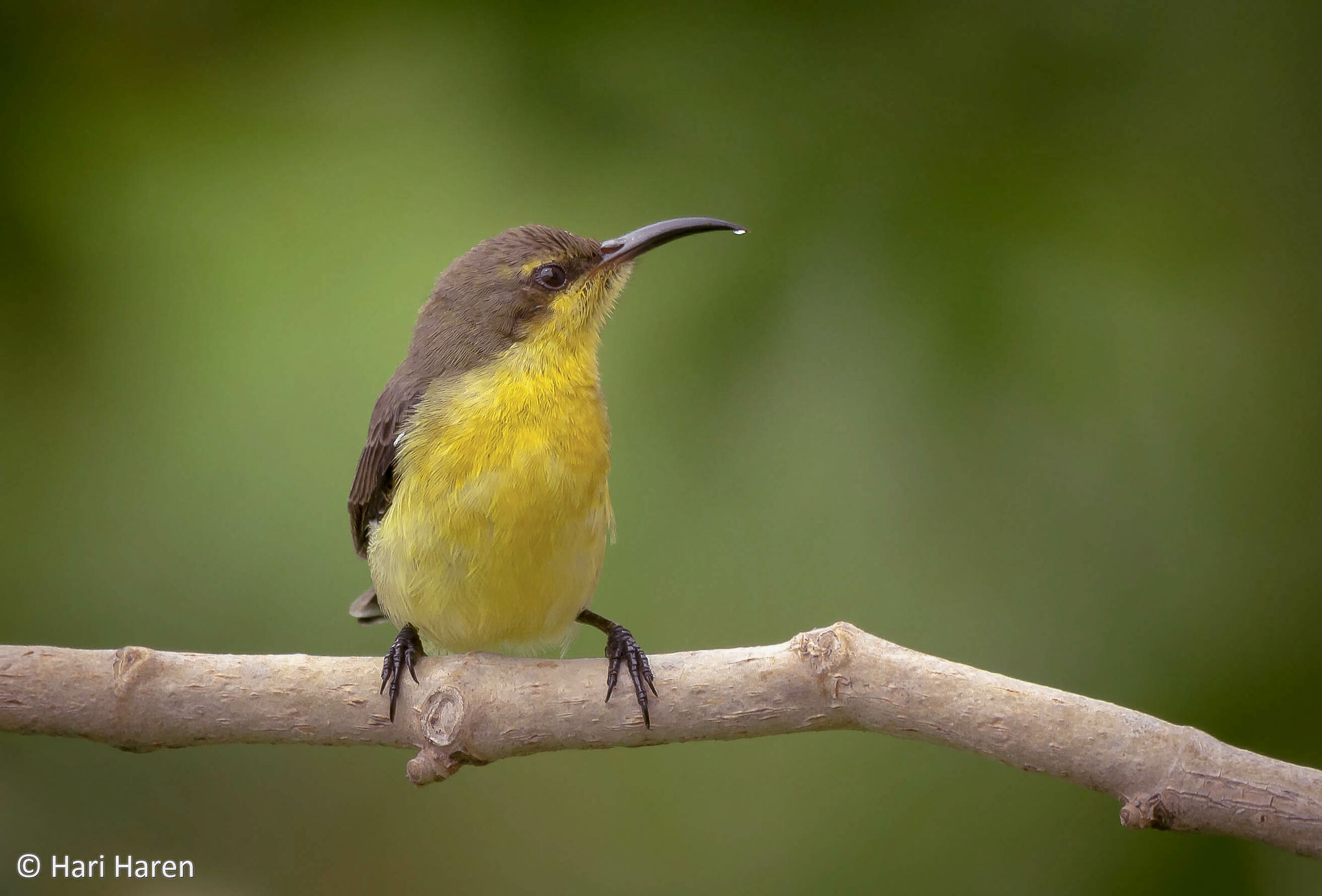 Purple Sunbird Femmina