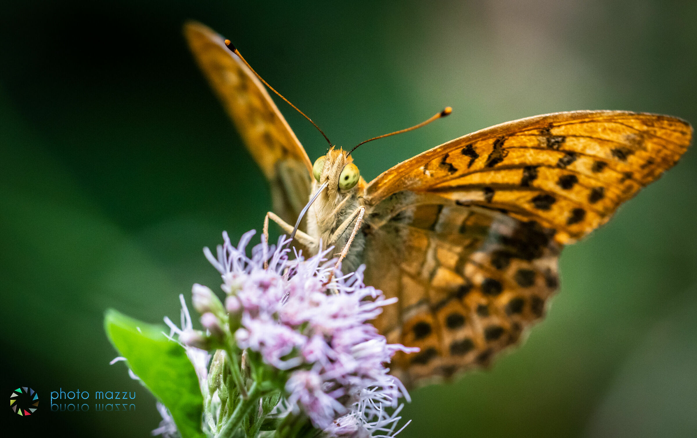 Farfalla in piena attività