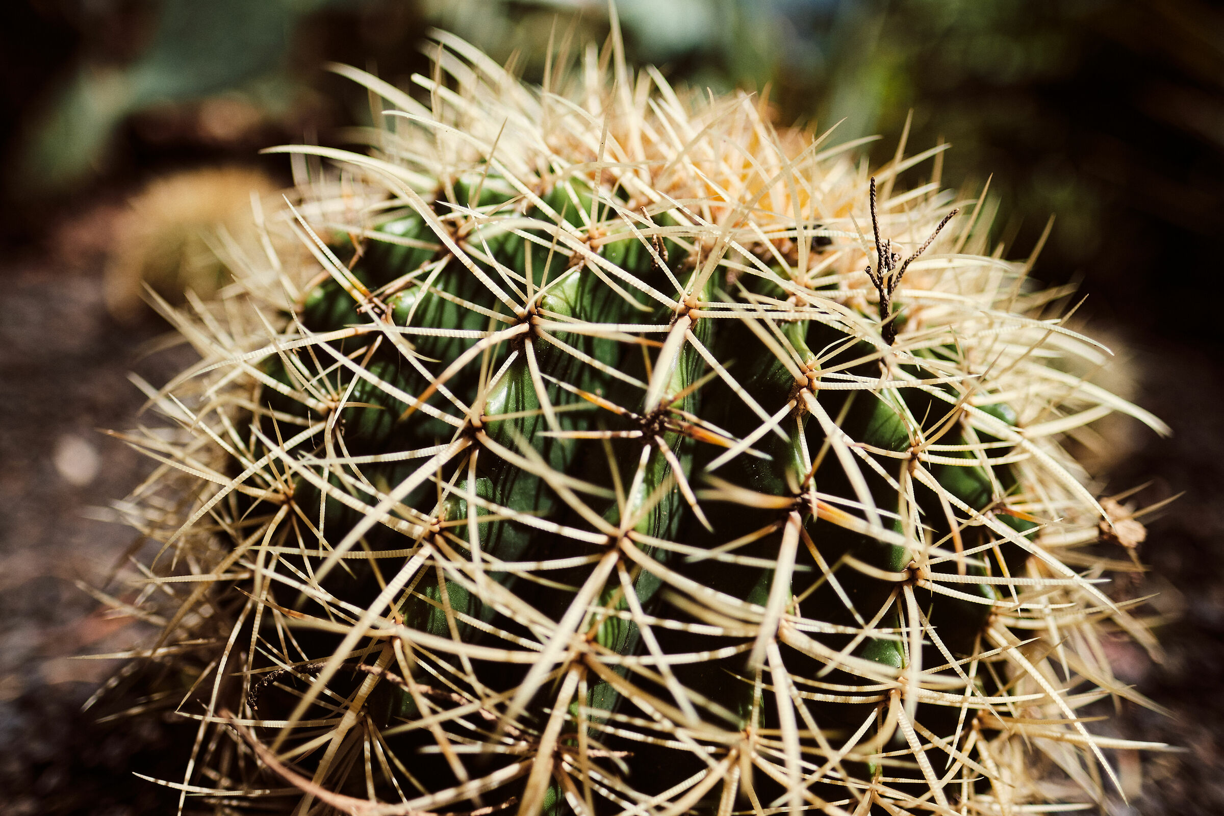 Meraviglie (quasi) macro