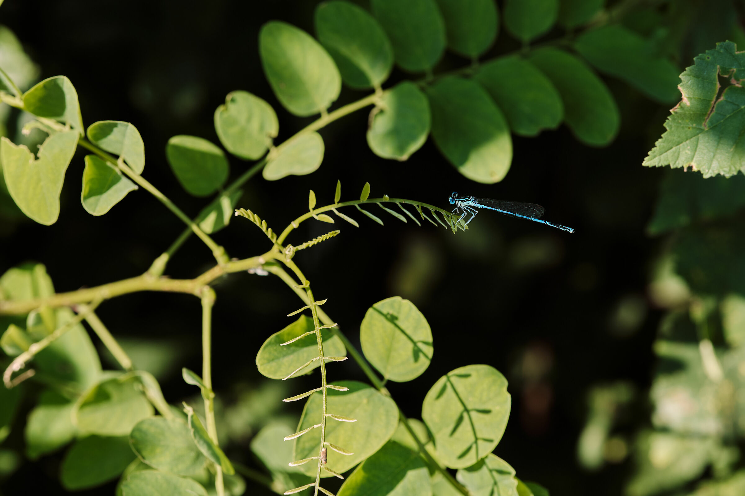 Forme, luci e colori