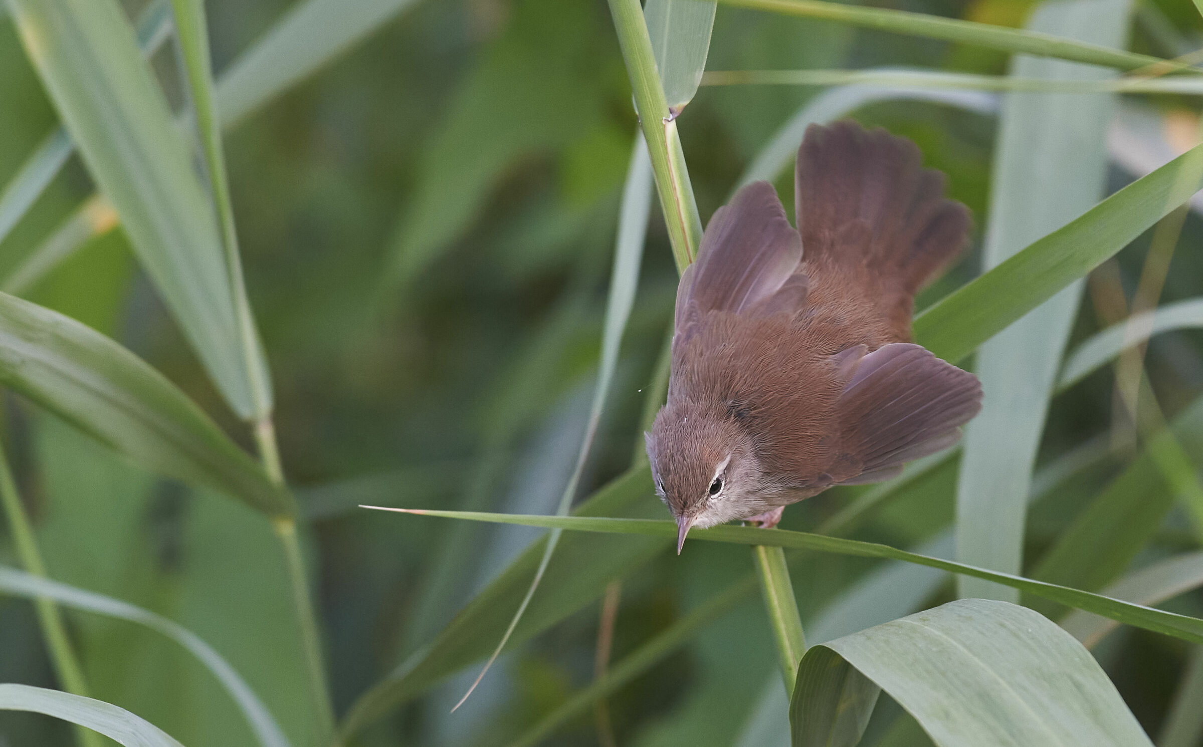 La cera di Cetti