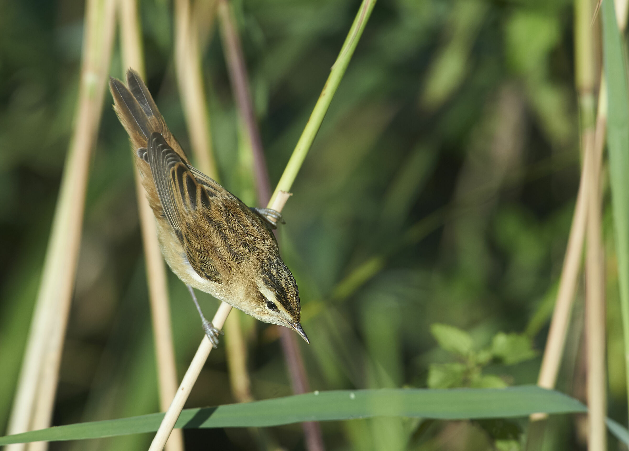 Bellite a sedge