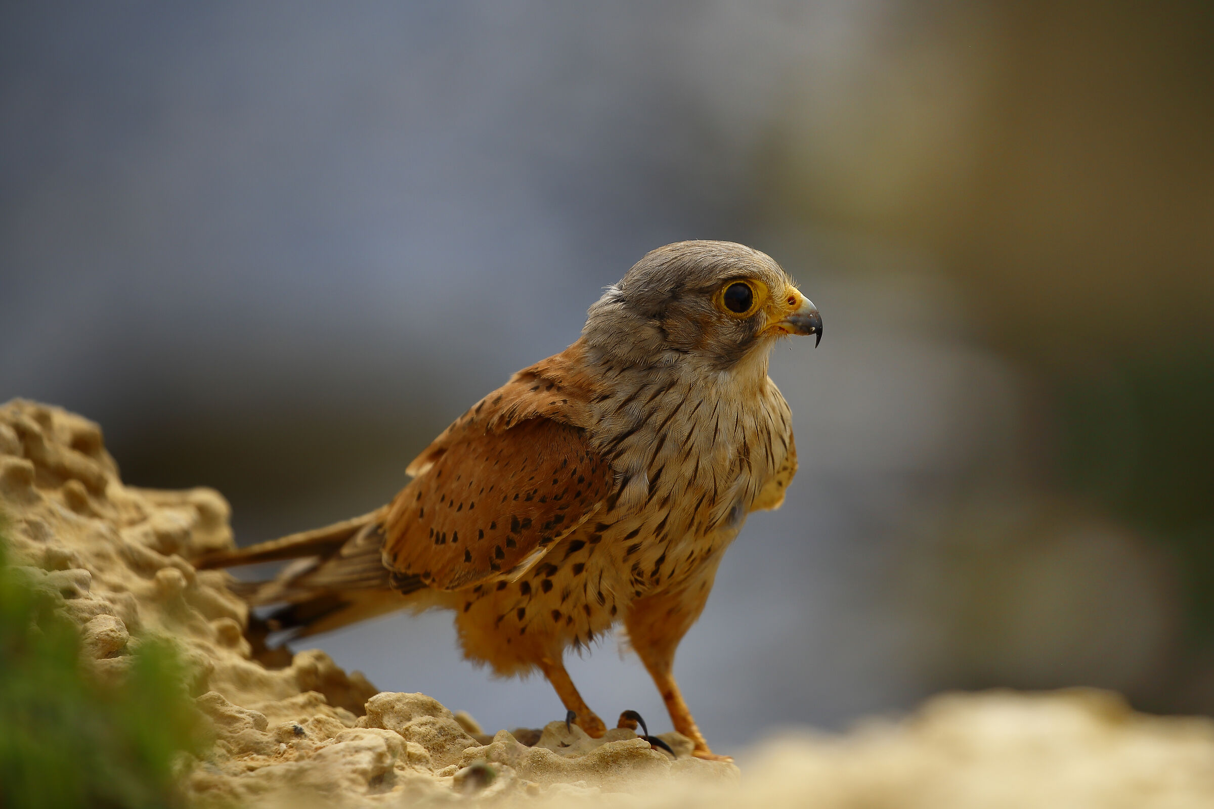 Il mio vicino di scoglio