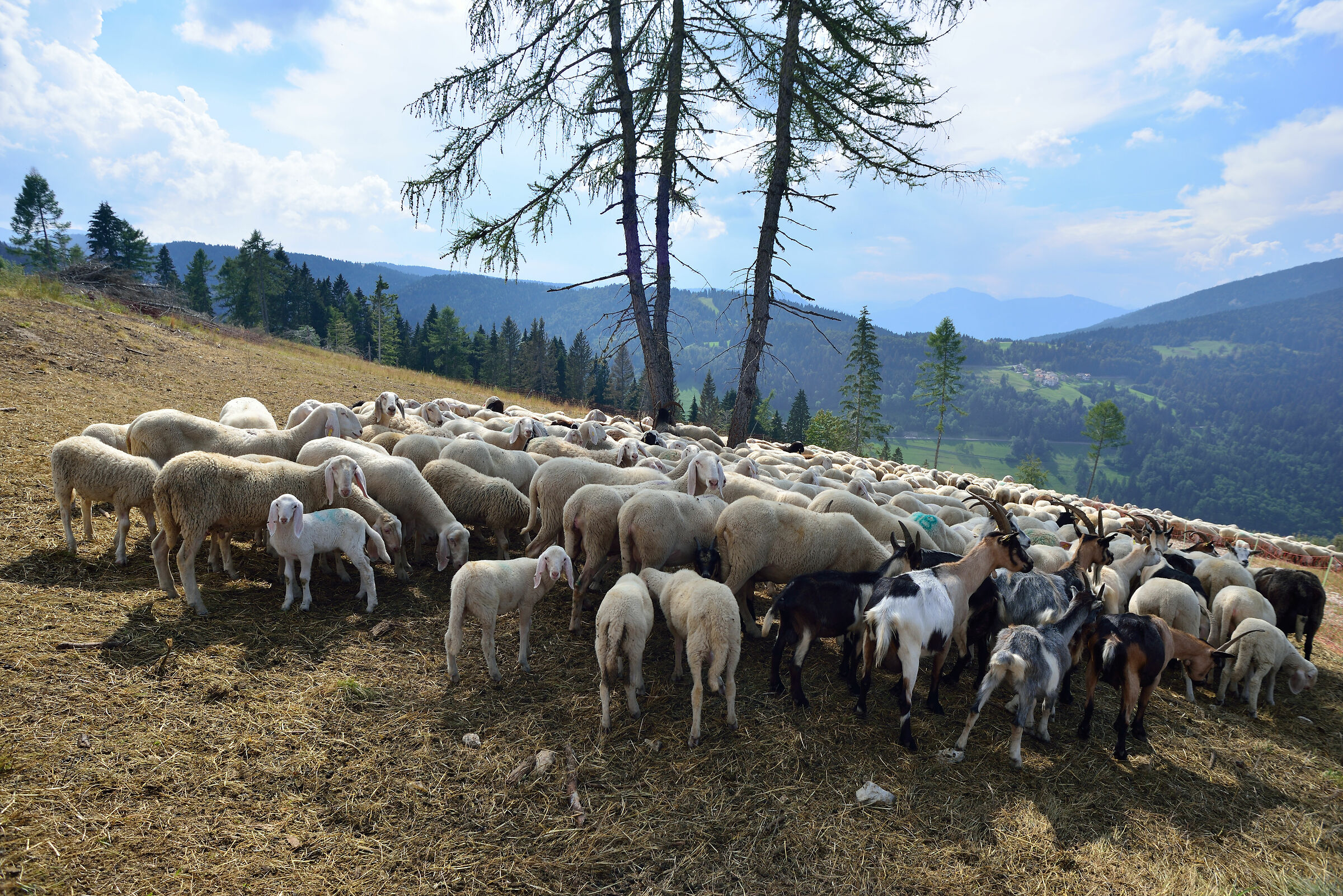 Andiamo a fare il latte..