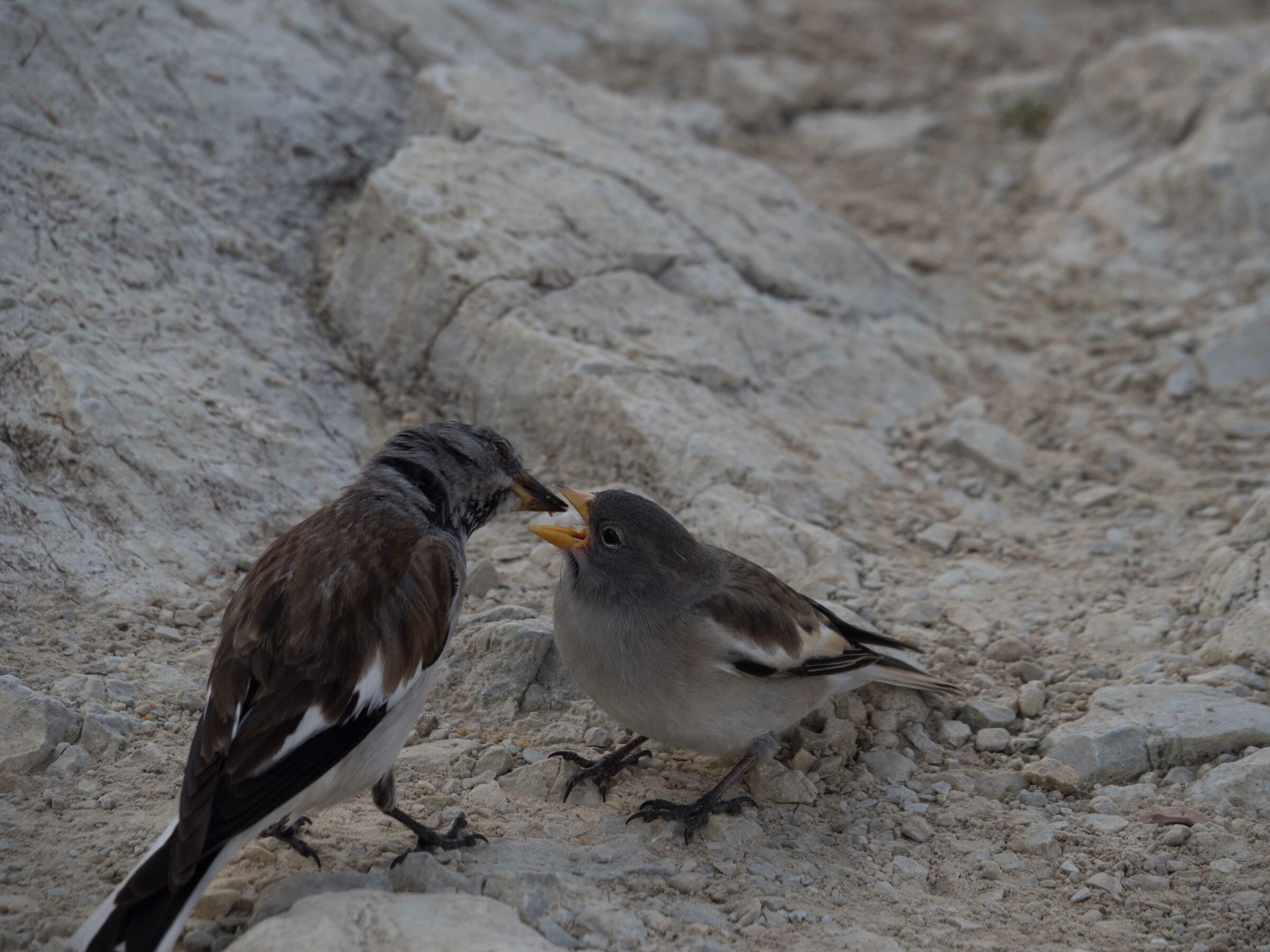 Parental care at 2700 meters