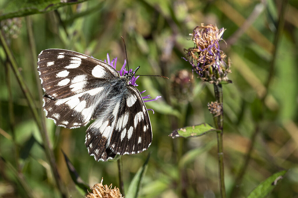 Melanargia galathea
