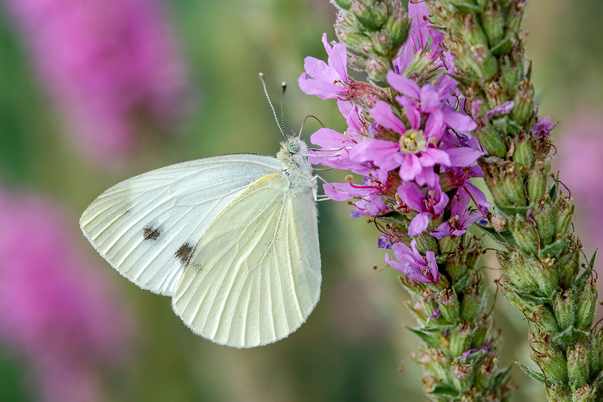 Pieris Brassicae