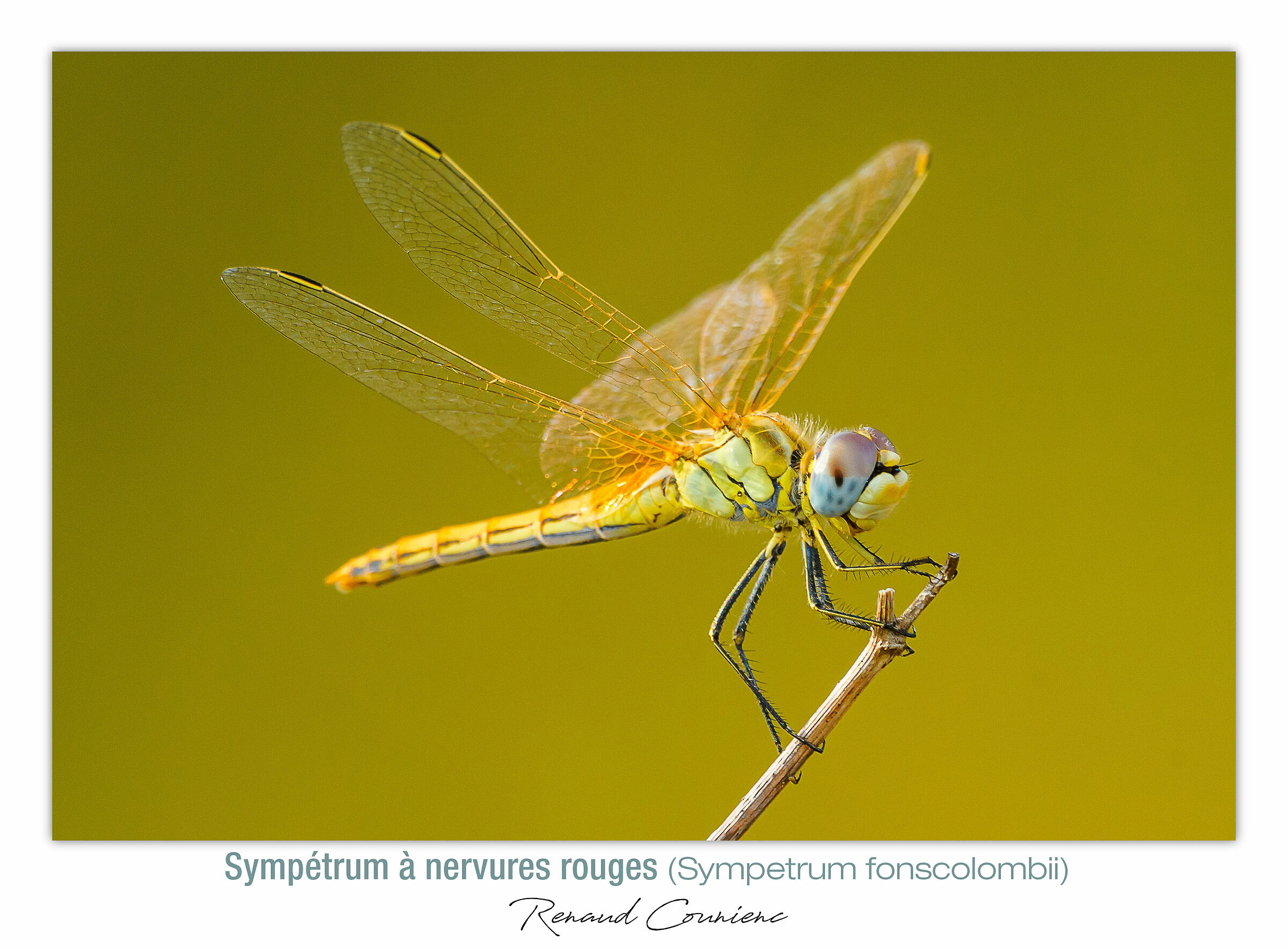 Sympetrum fonscolombii (femmina)