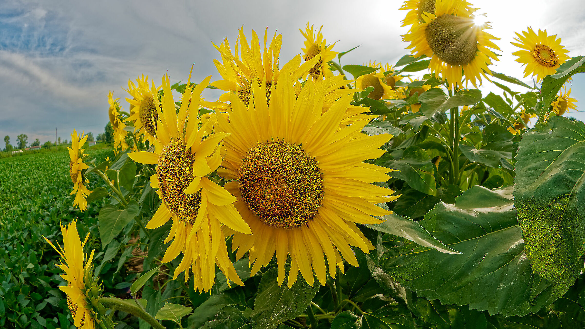 Sun flowers