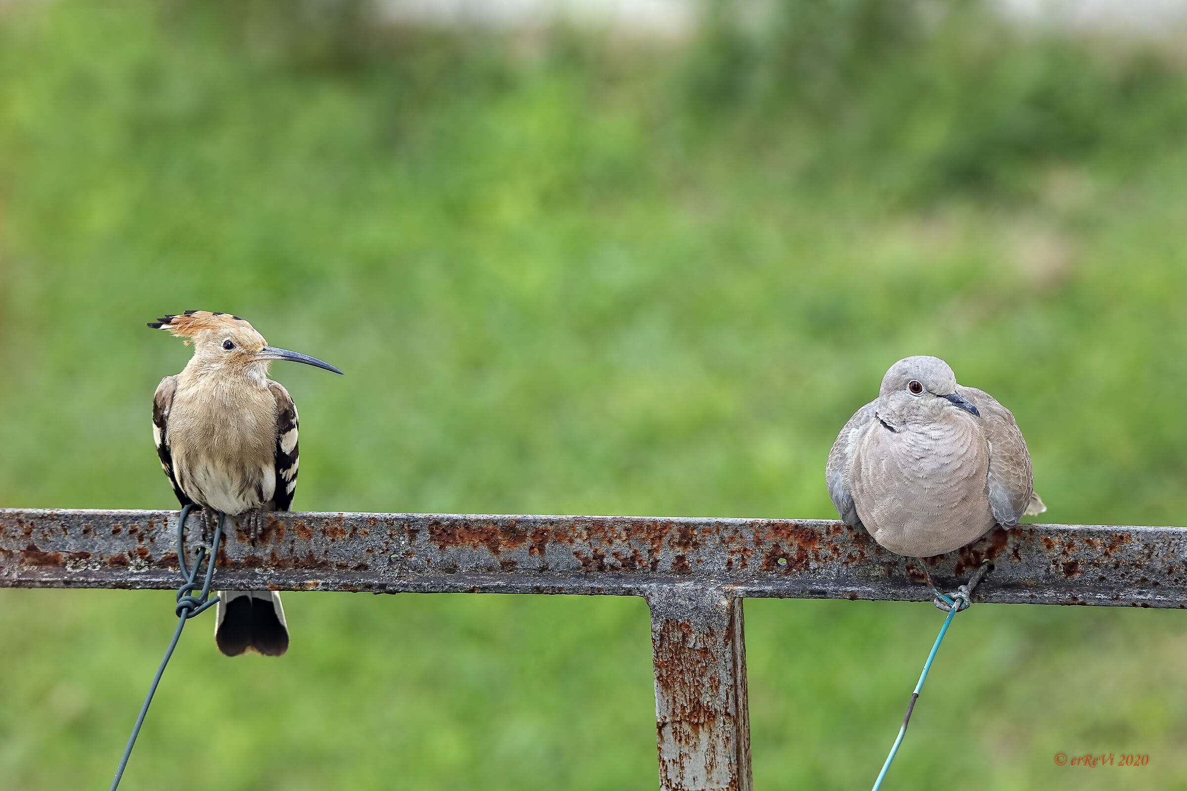 The odd couple. (That is: cloths stretched out)