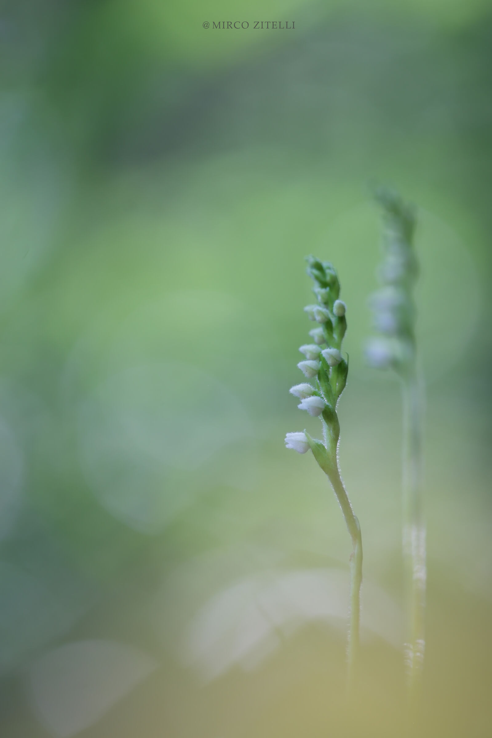 Goodyera repens