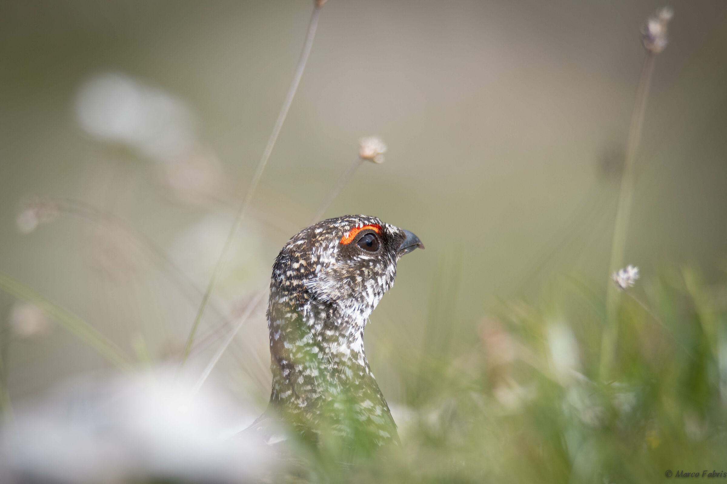 White partridge male in the grass...