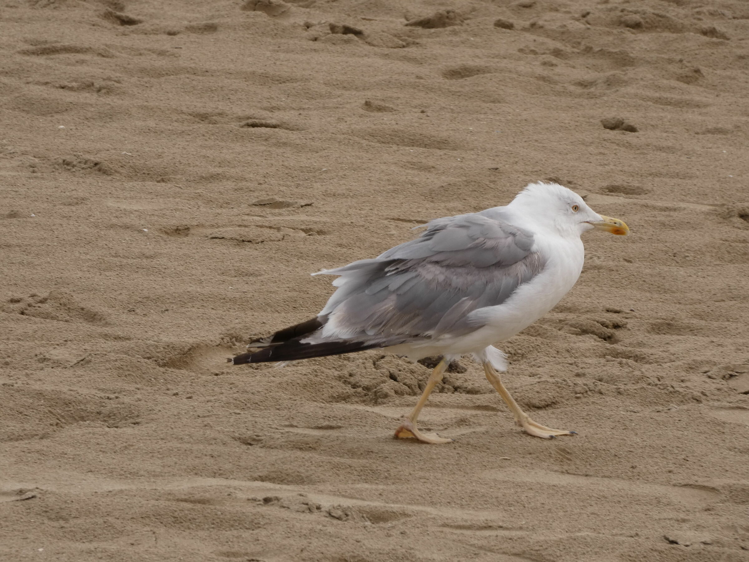 Non chiamatemi Gabbiano, chiamatemi Jimmy