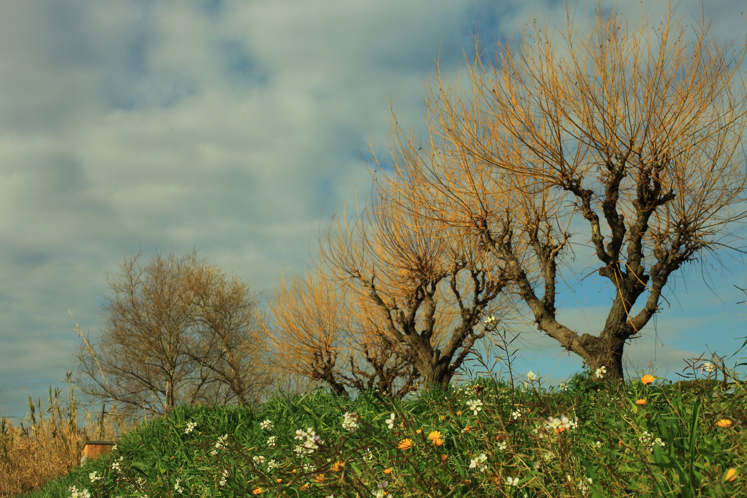 aspettando primavera