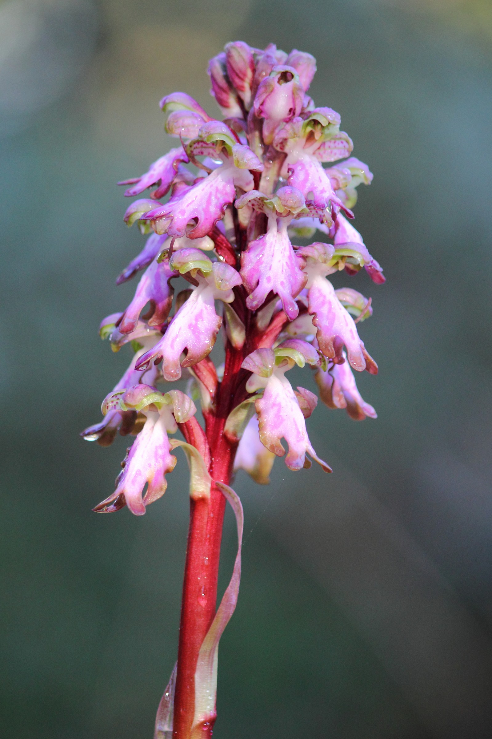 Orchidea selvatica