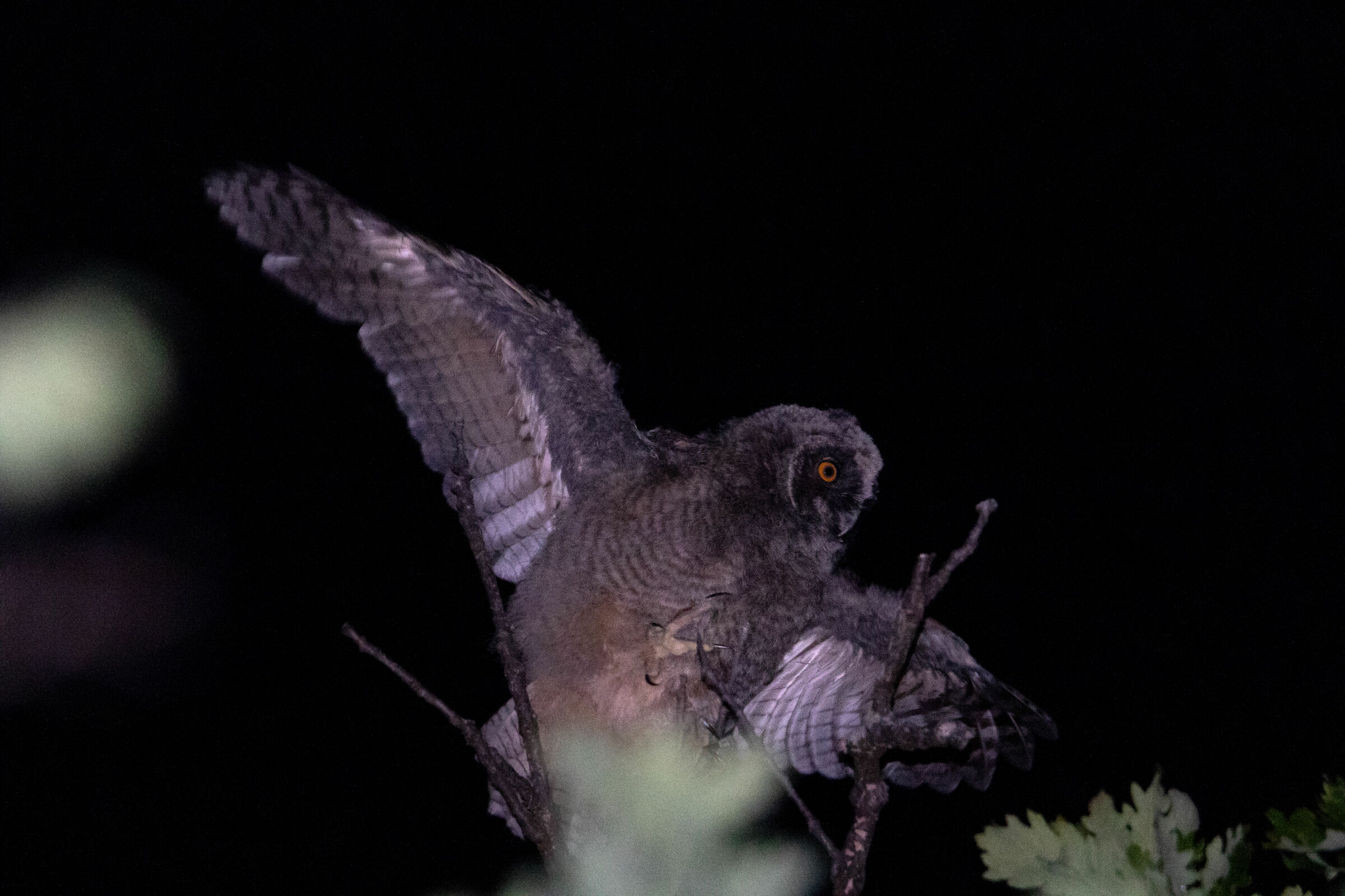 Common Owl