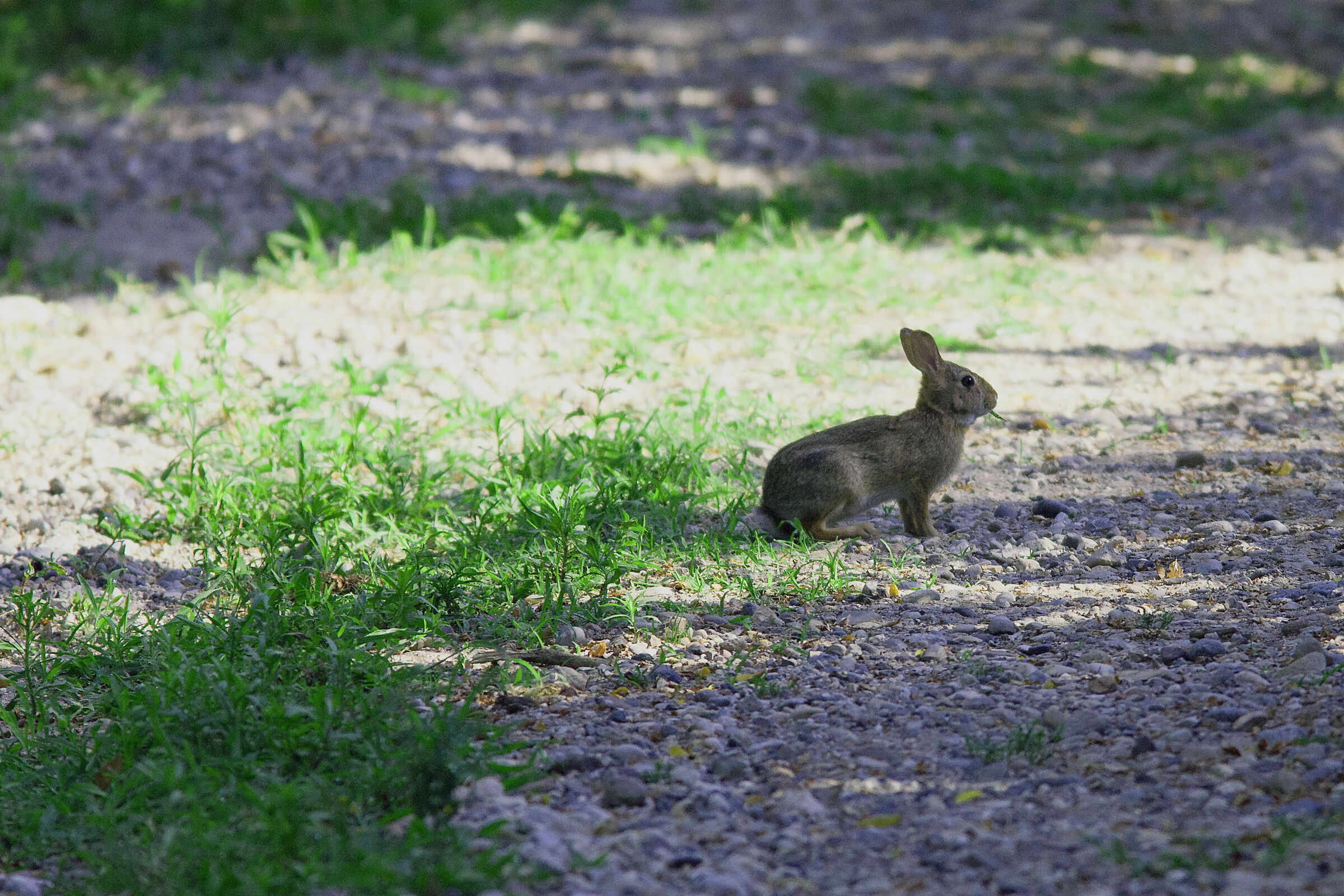 Minilepre coraggiosa
