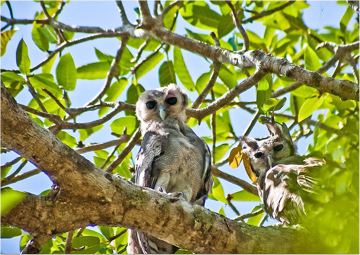 Milky Eagle Owl [pair] in freedom '[Kenya]
