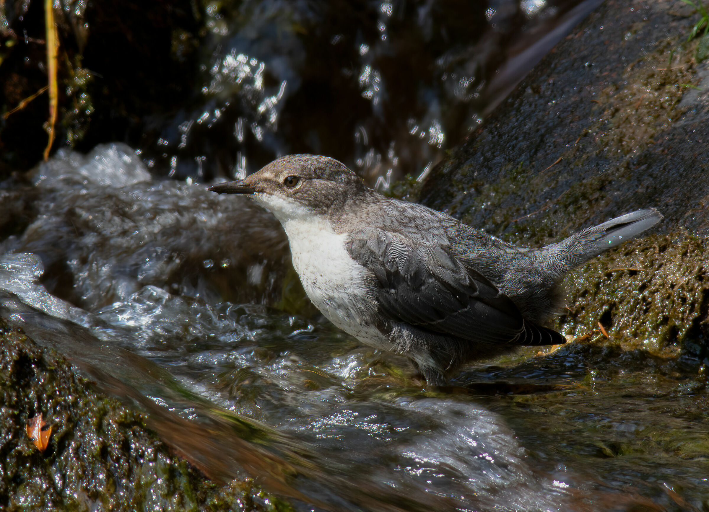 Giovane merlo acquaiolo