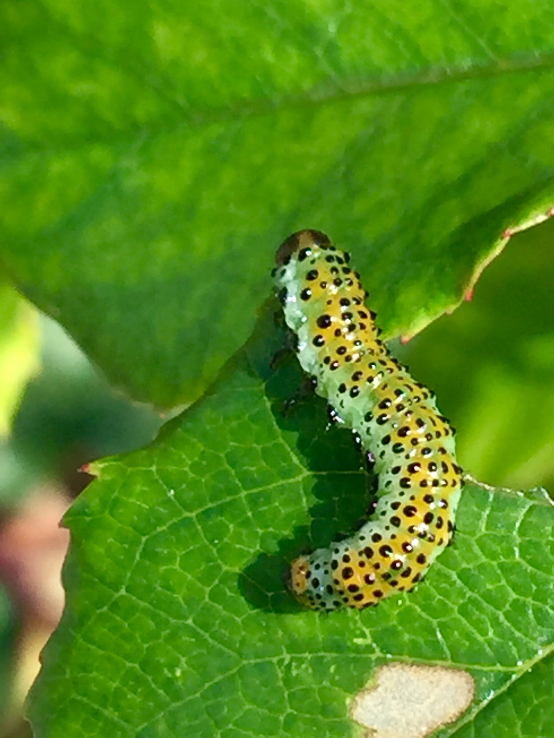 Caterpillar on leaves