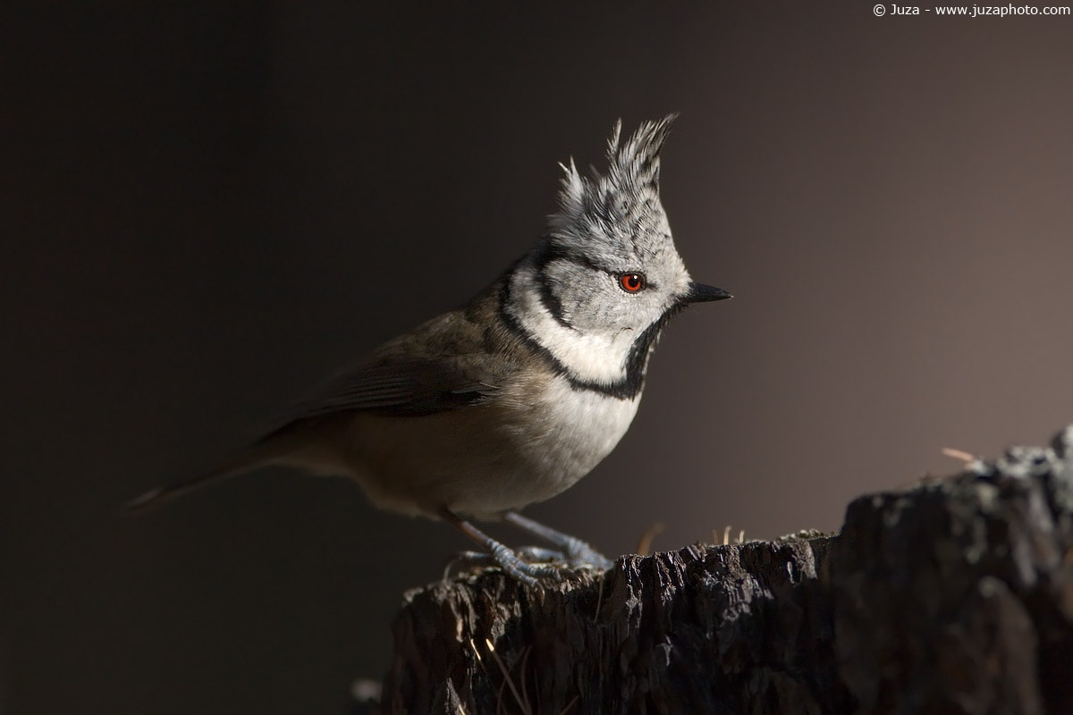 Parus cristatus (Cincia Dal Ciuffo), 003965