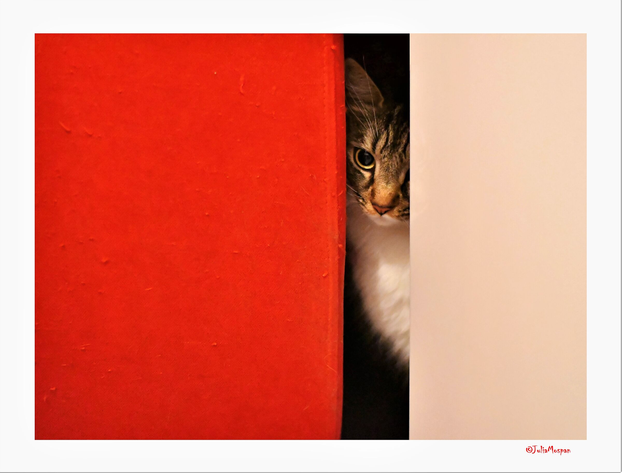 The Cats of Rome