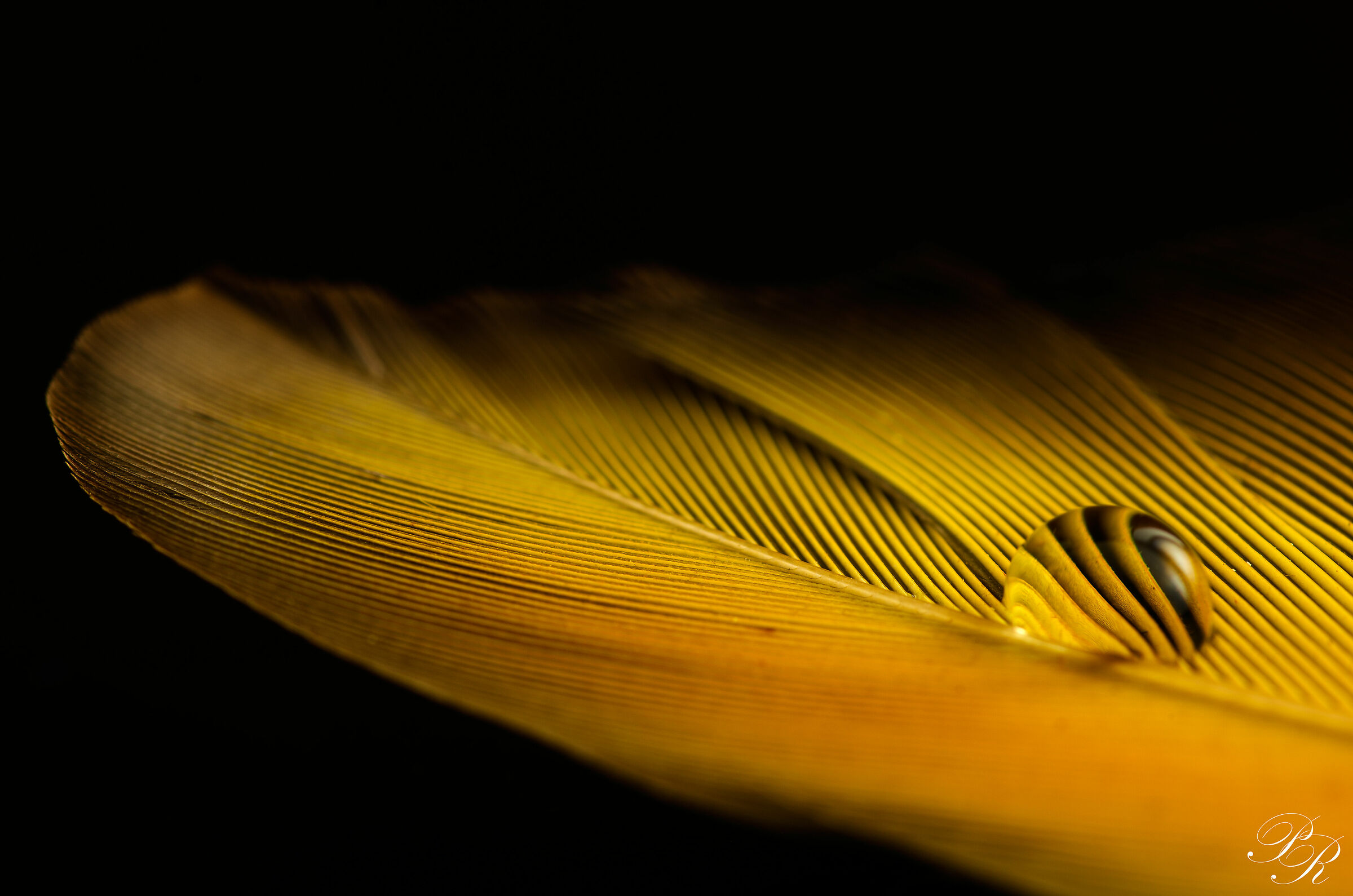Still Life n10
