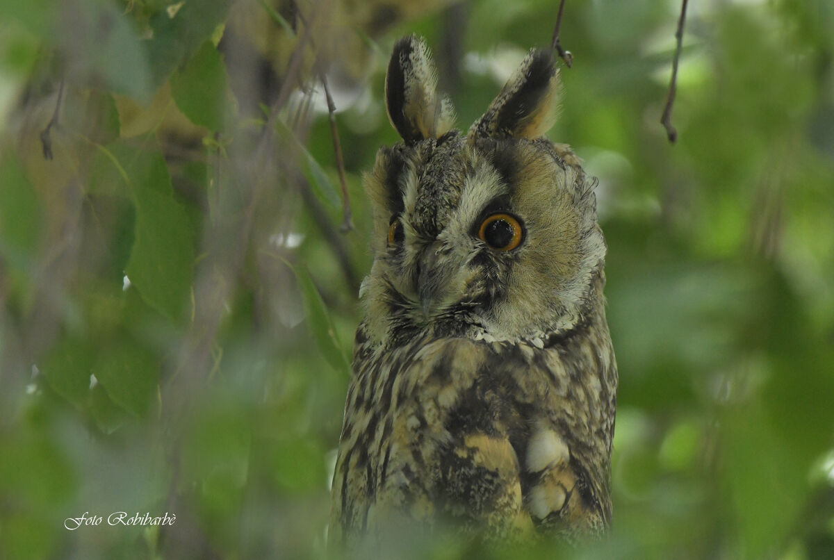Gufo comune...