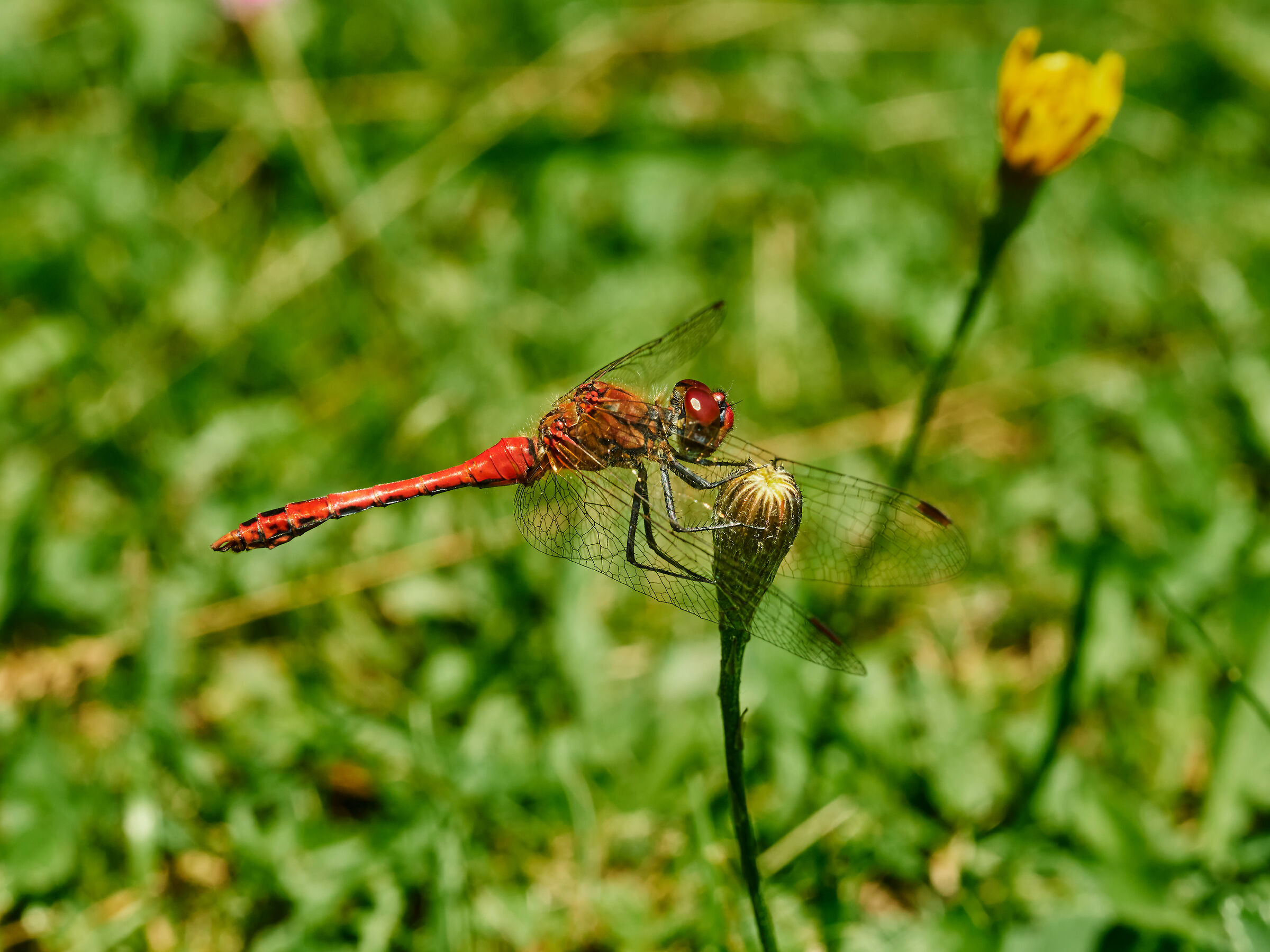Sympetrum sanguineum