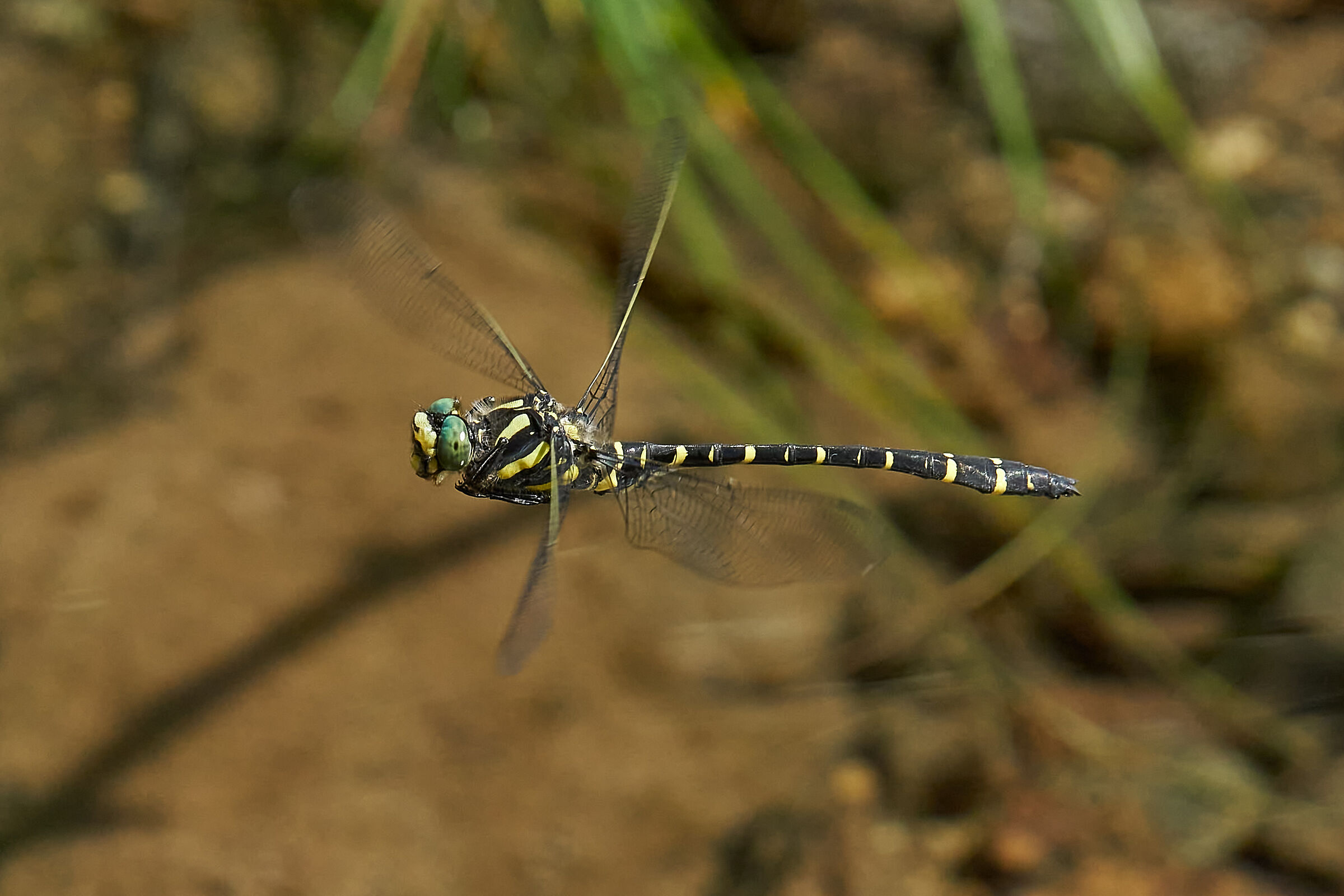 Cordulegaster passing boltons