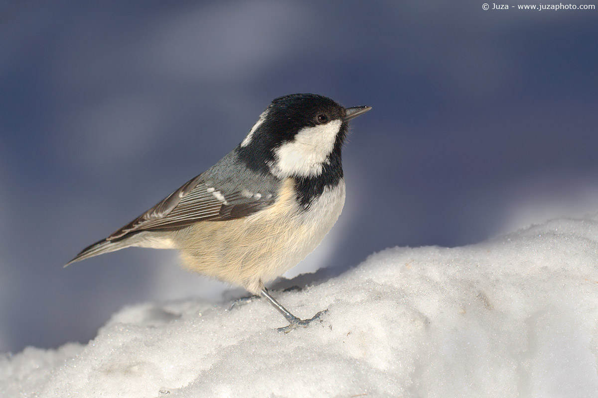 Periparus ater (Cincia Mora), 002319