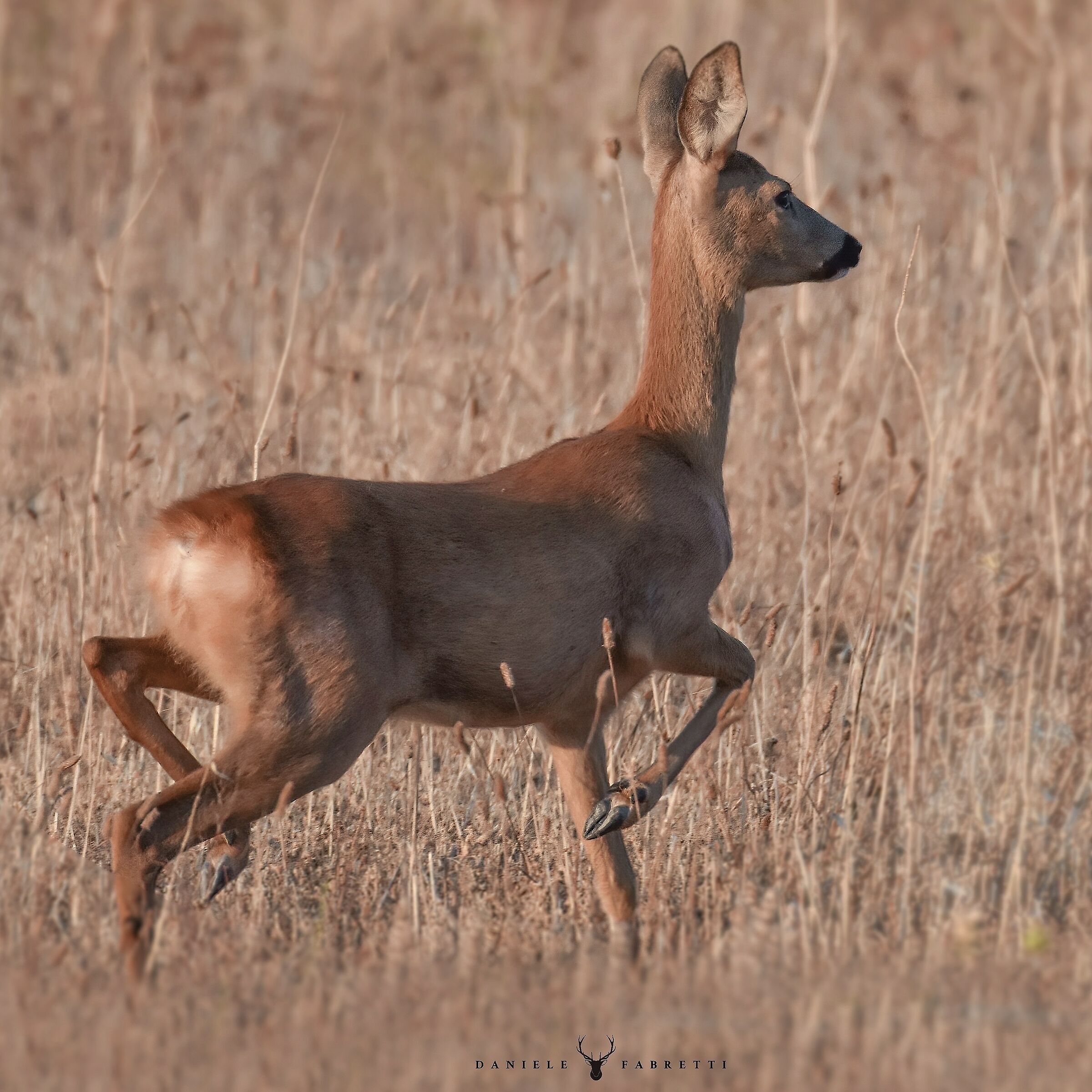 Roe deer at the first lights