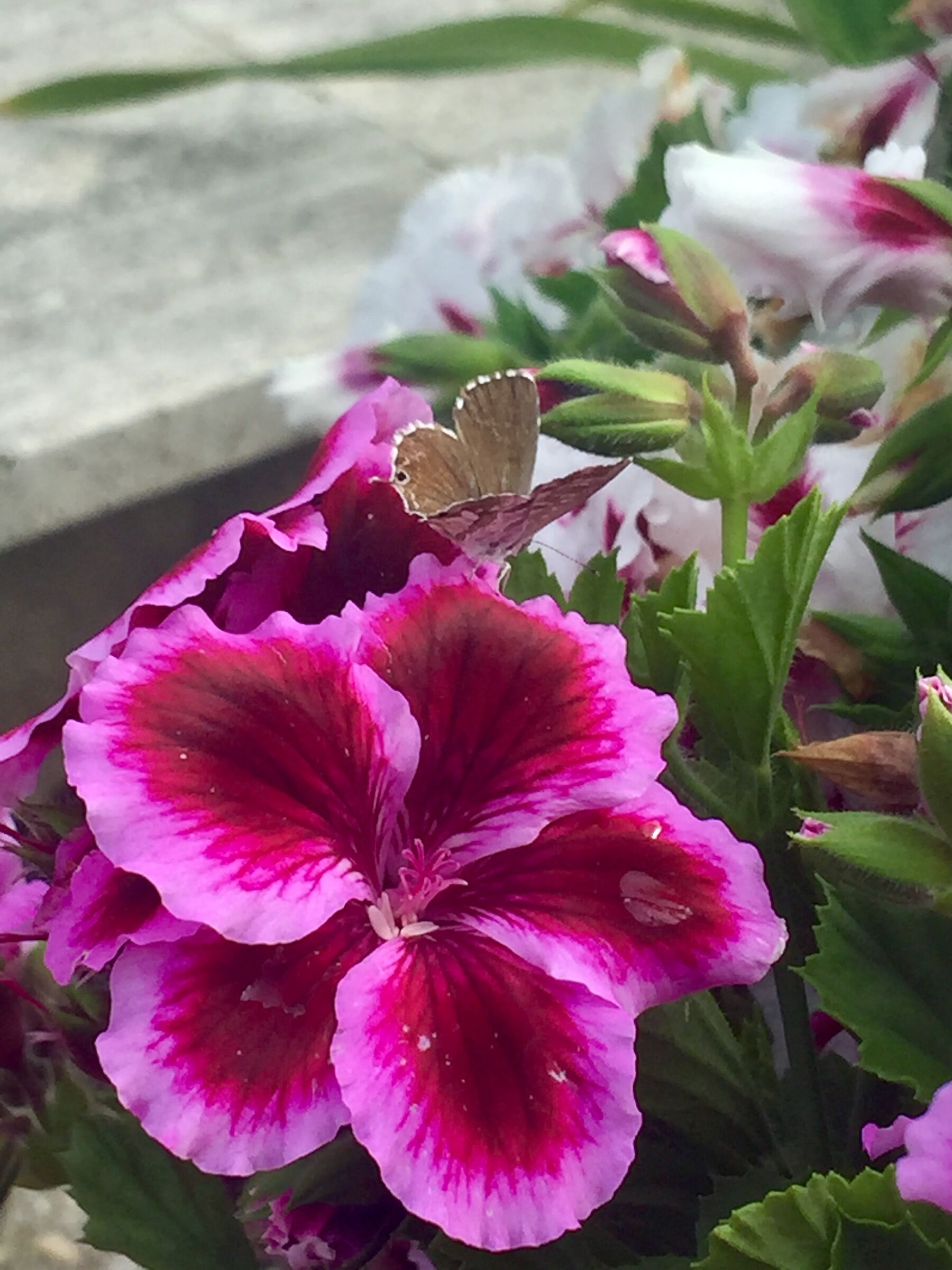 Cacyreus marshalls on Parisian geranium