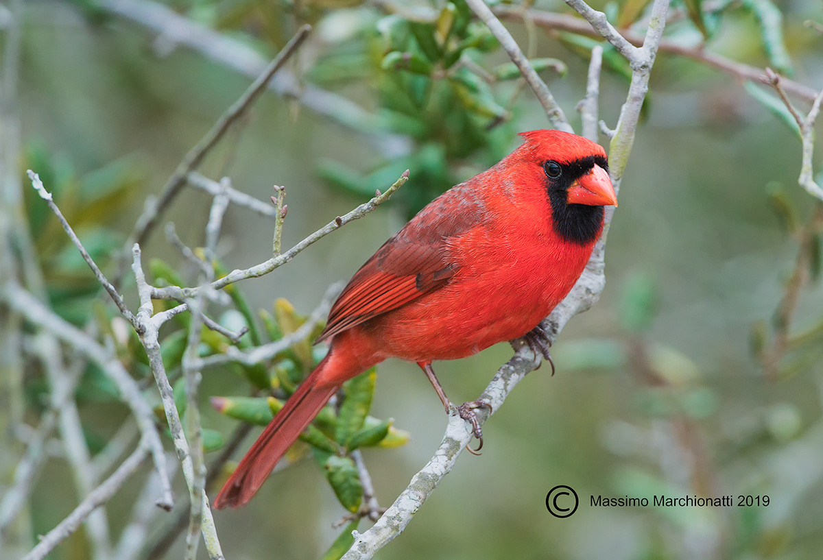 Northern Cardinal
